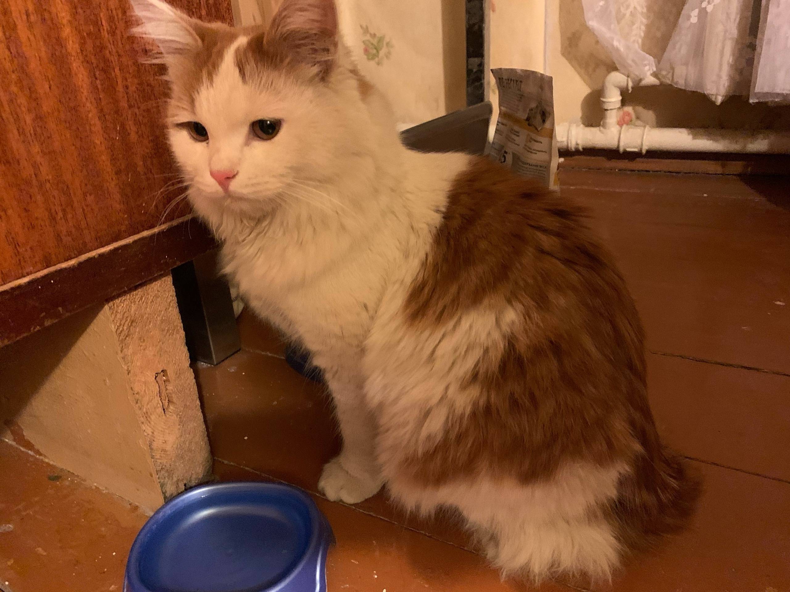 #Калуга Найден кот! Район мали...