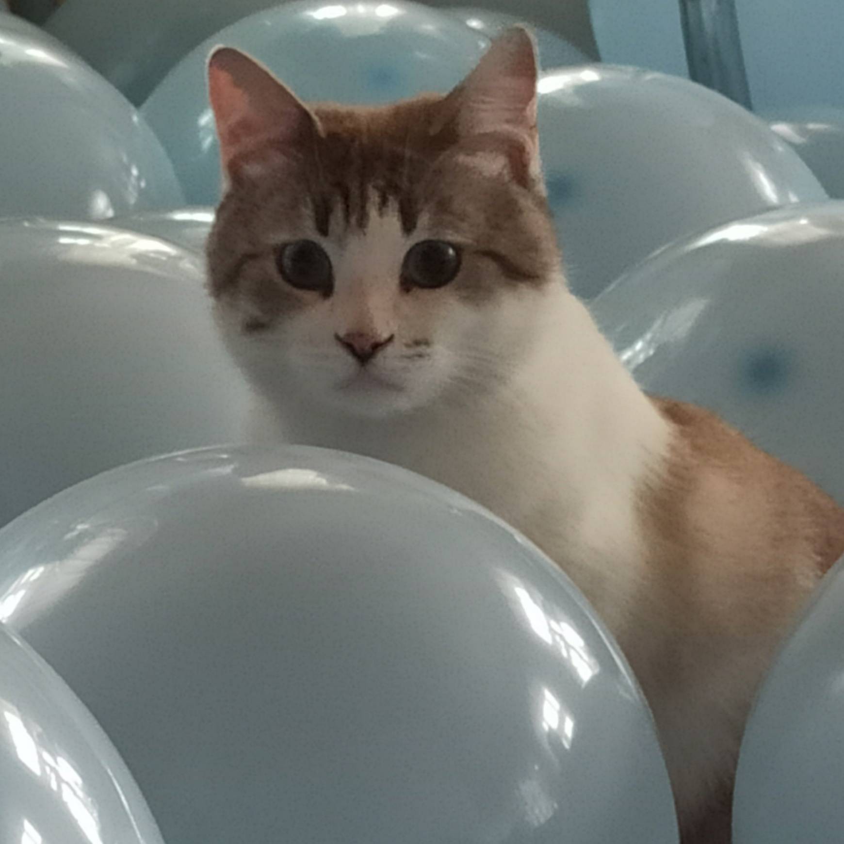 Пропал кот!!! Сегодня, 10.05.2...