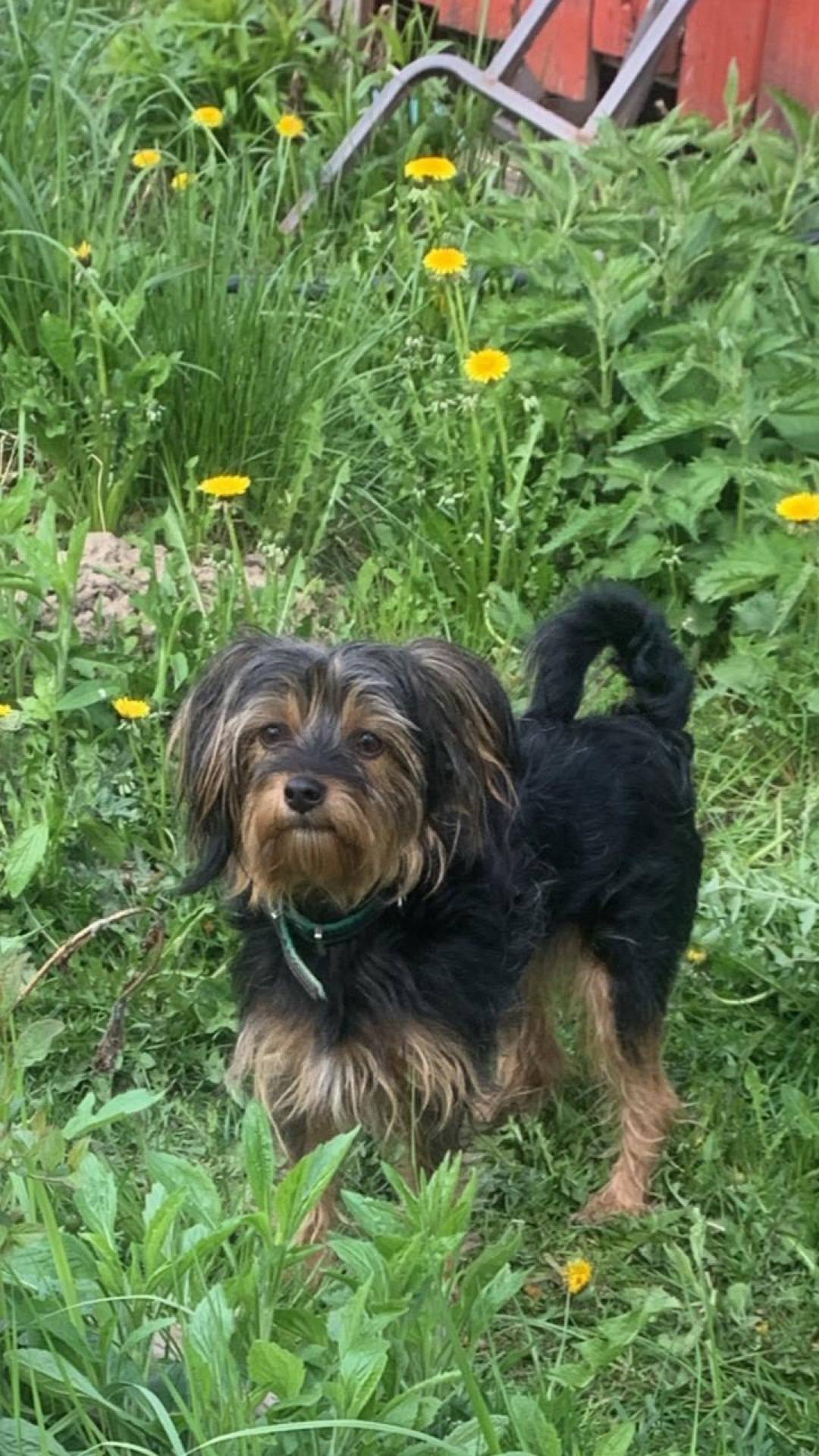 СНТ Здоровье. Рядом Обухово. А...