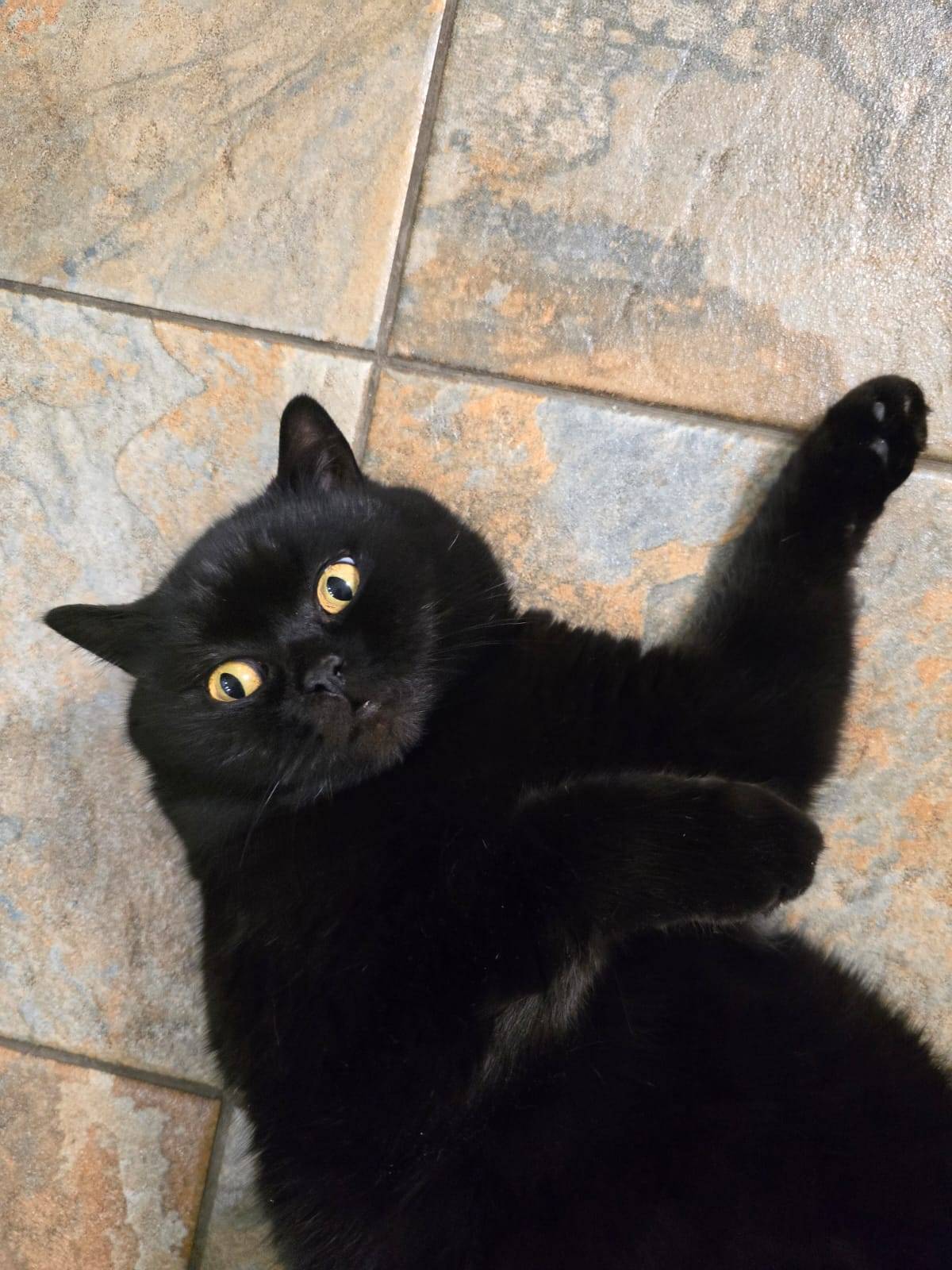 Пропала кошка