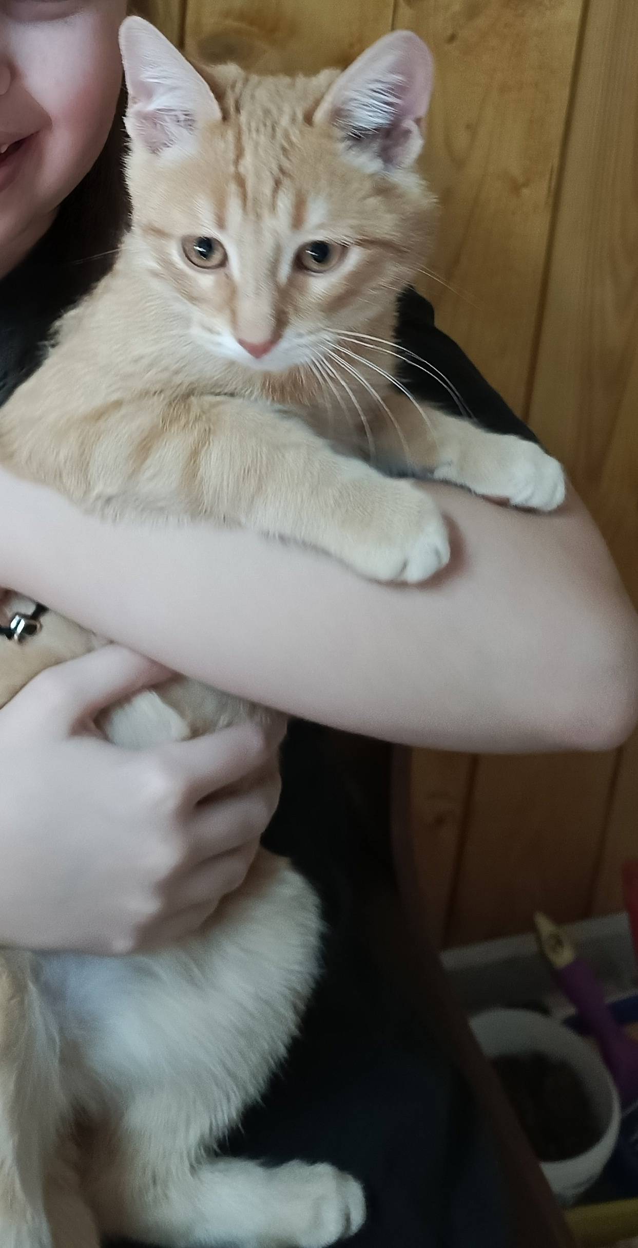 Всем привет! Пропал котенок. Н...