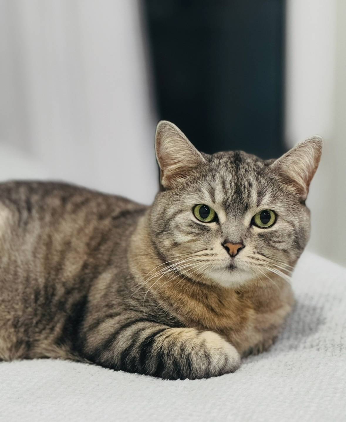 Потерялась кошка: кот!Село Кок...