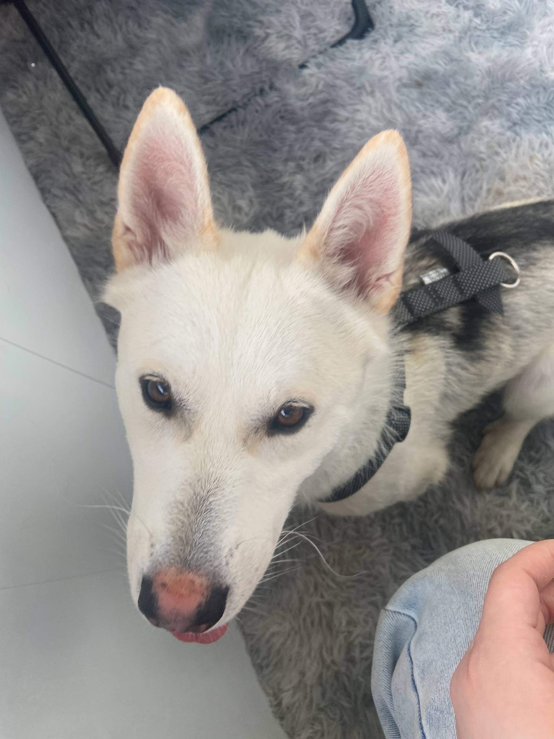 Потерялась собака новоильински...