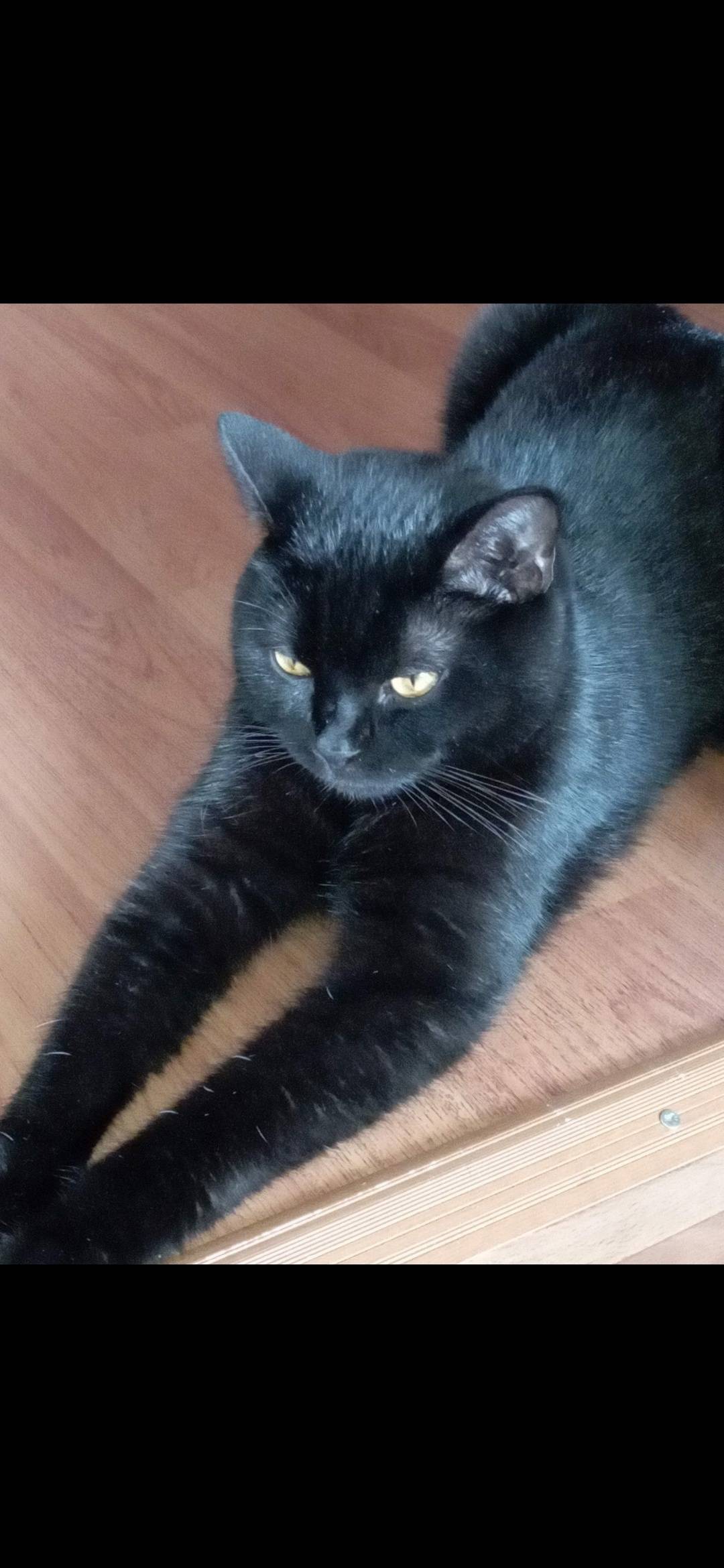 Пропал кот, на вид похож на...