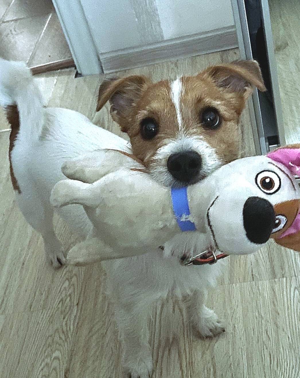 Потерялась собака 