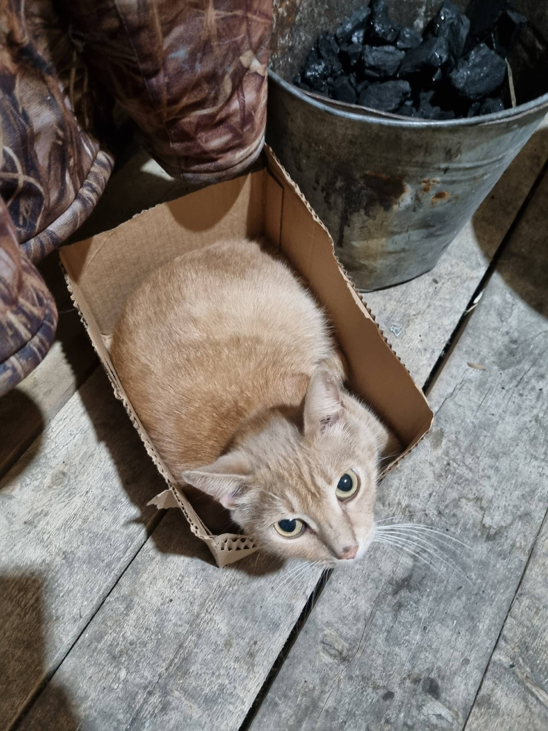 Пропал кот, мог потеряться от ...