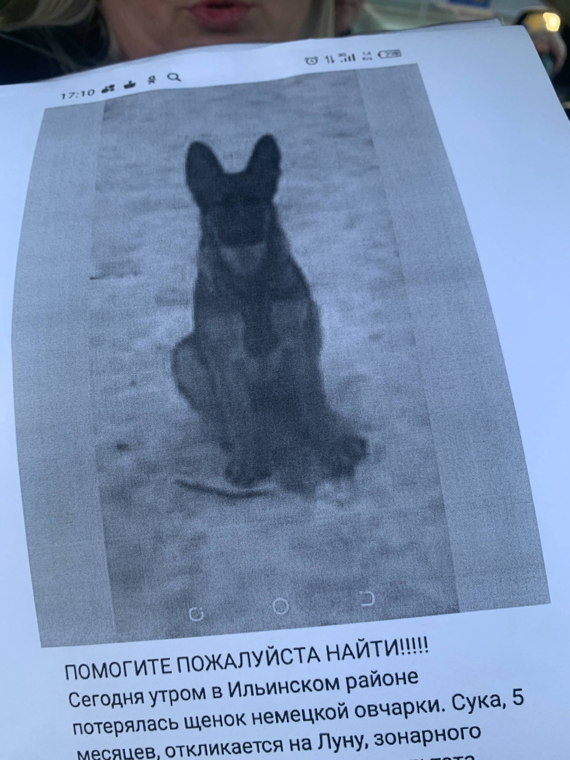 Потерялась собака может бегать...