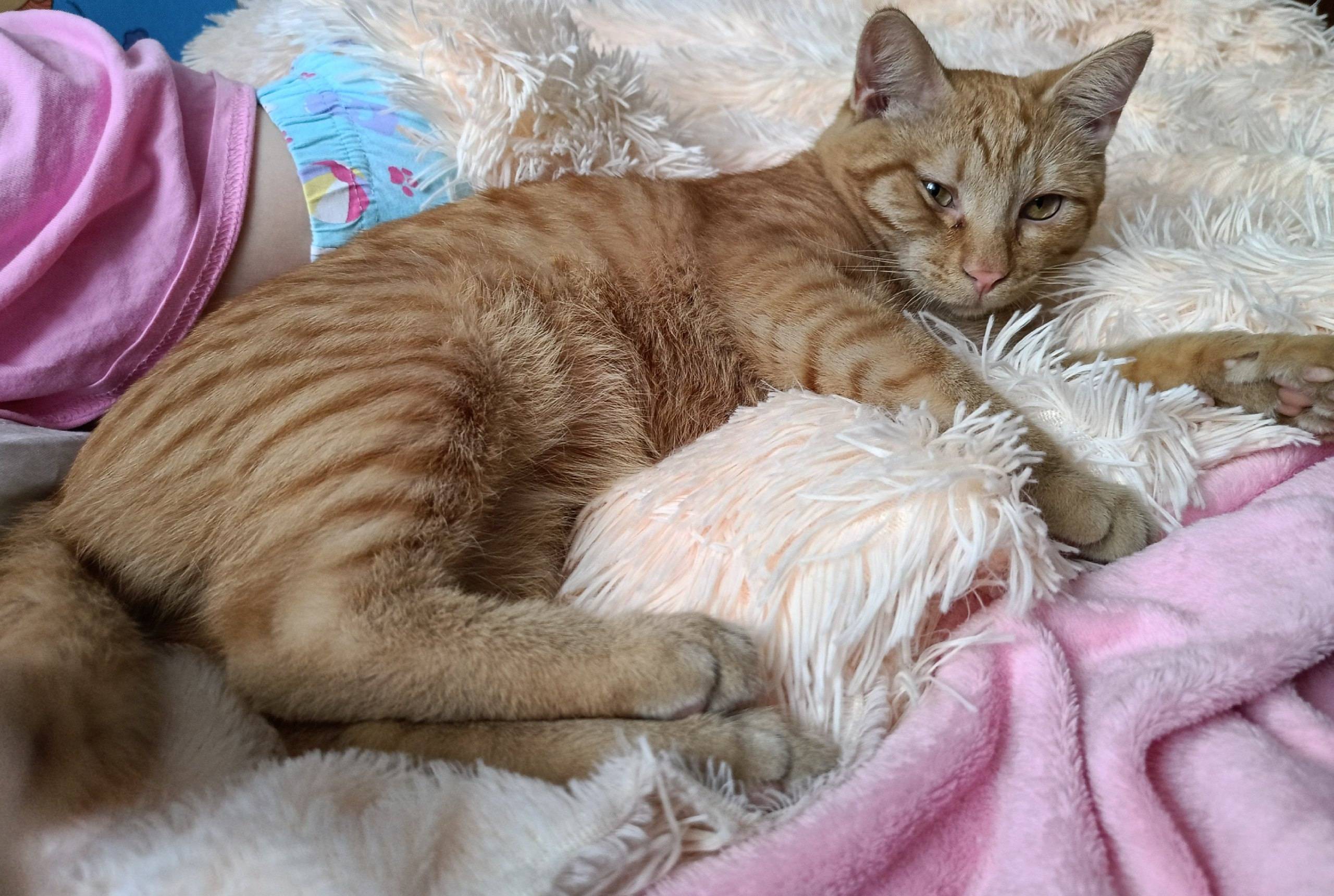 Пропал молодой рыжий кот,ручно...