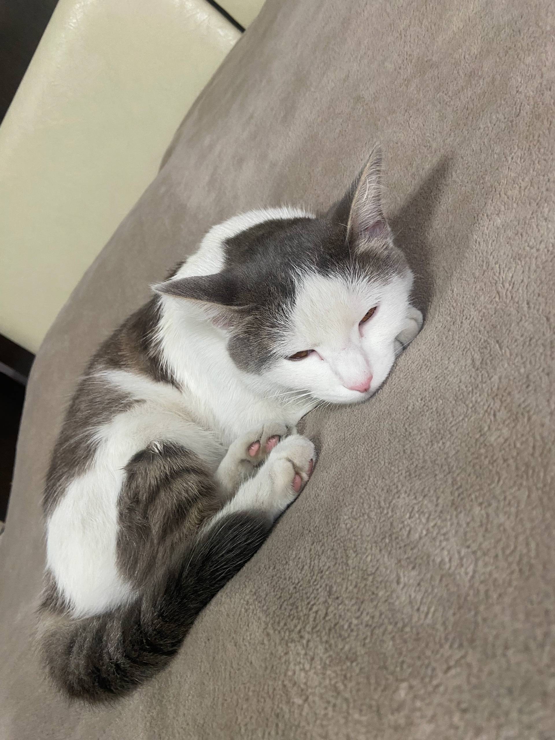 13 мая пропала кошка. Куйбышев...