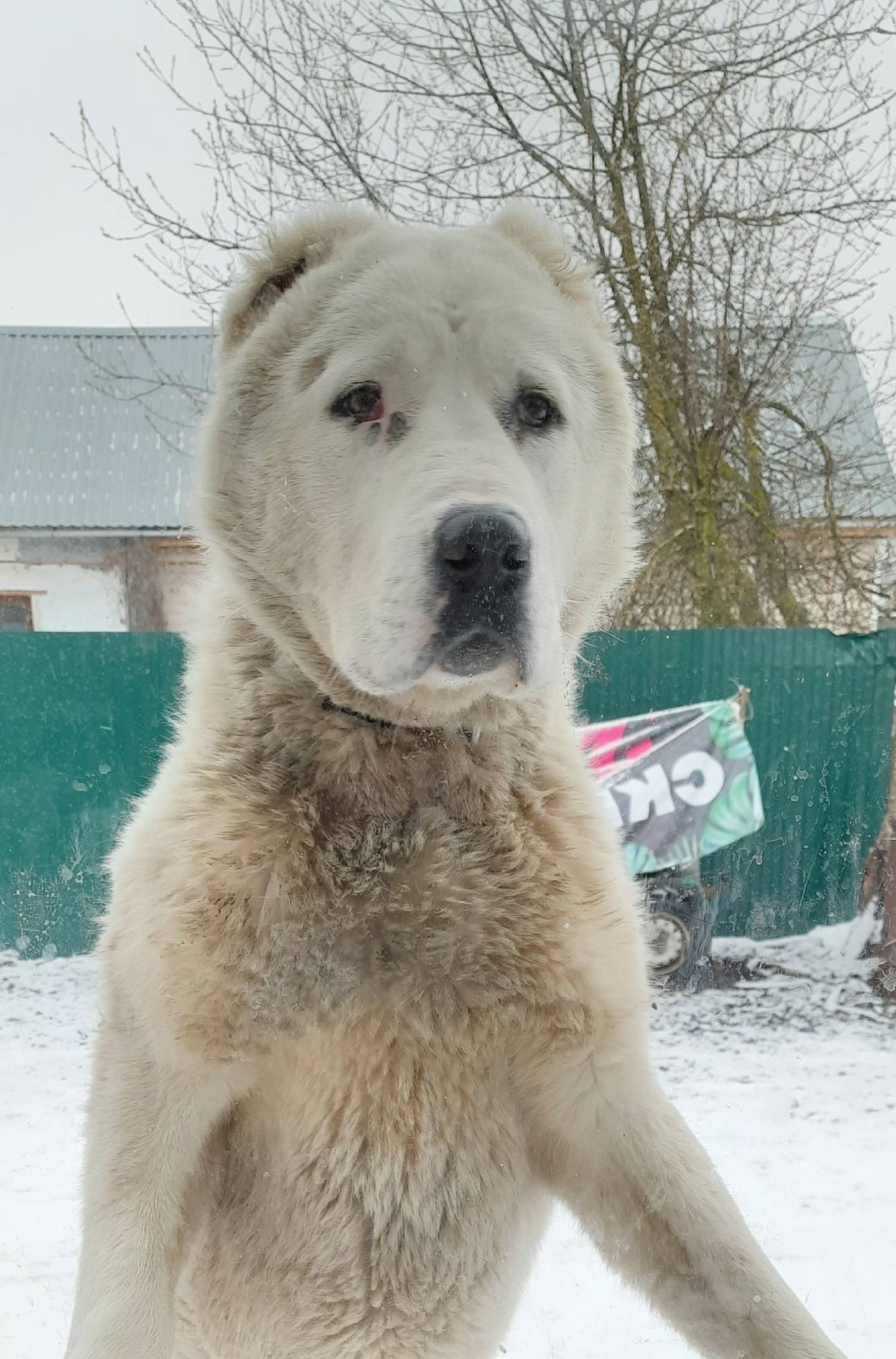 ПРОПАЛА СОБАКА!!! РАЙОН ГЕРЦЕН...