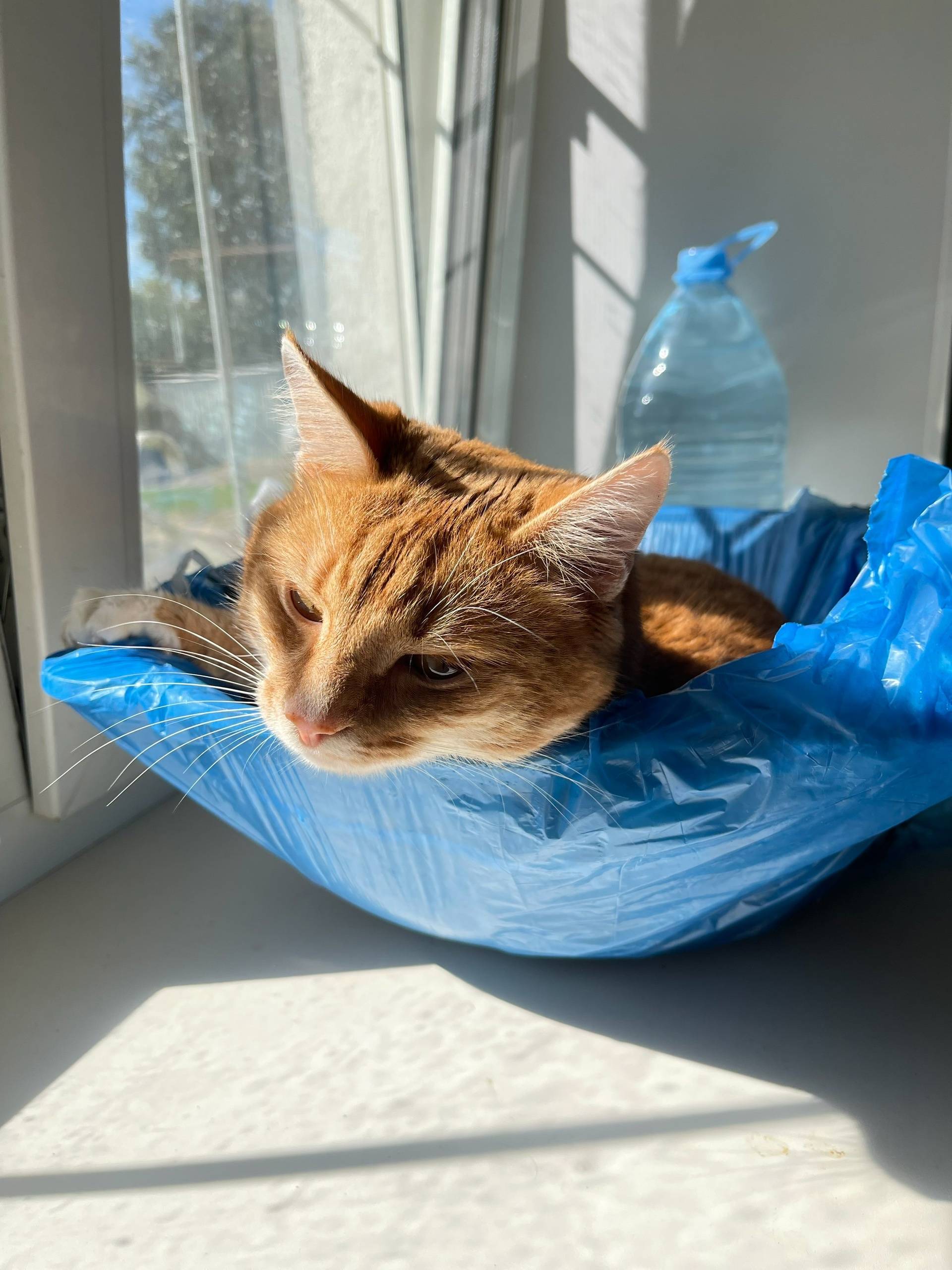 Переславль! Пропал кот, ушел с...