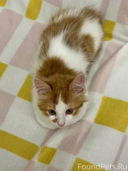 Манго - умный, спокойный и доб...