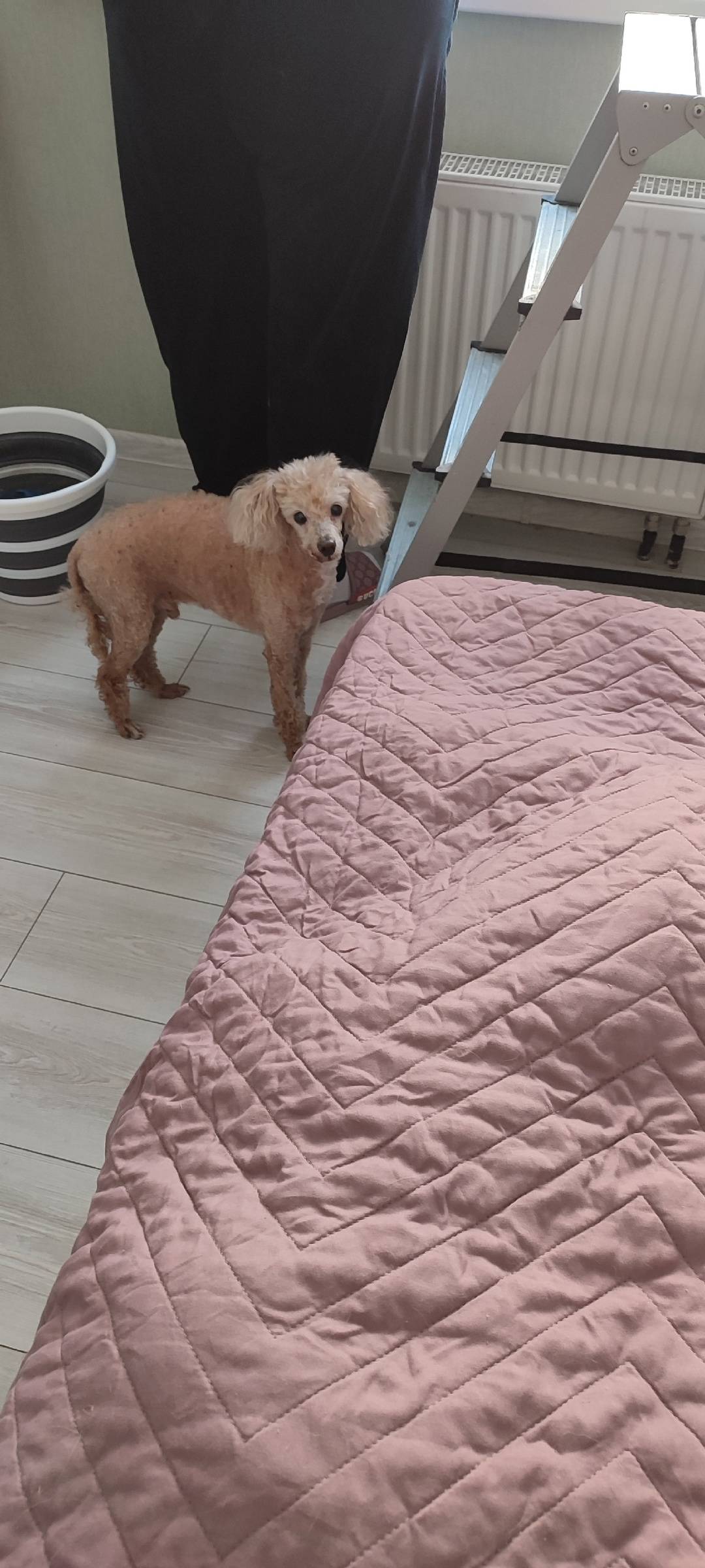 Найдена собака в районе Солнеч...