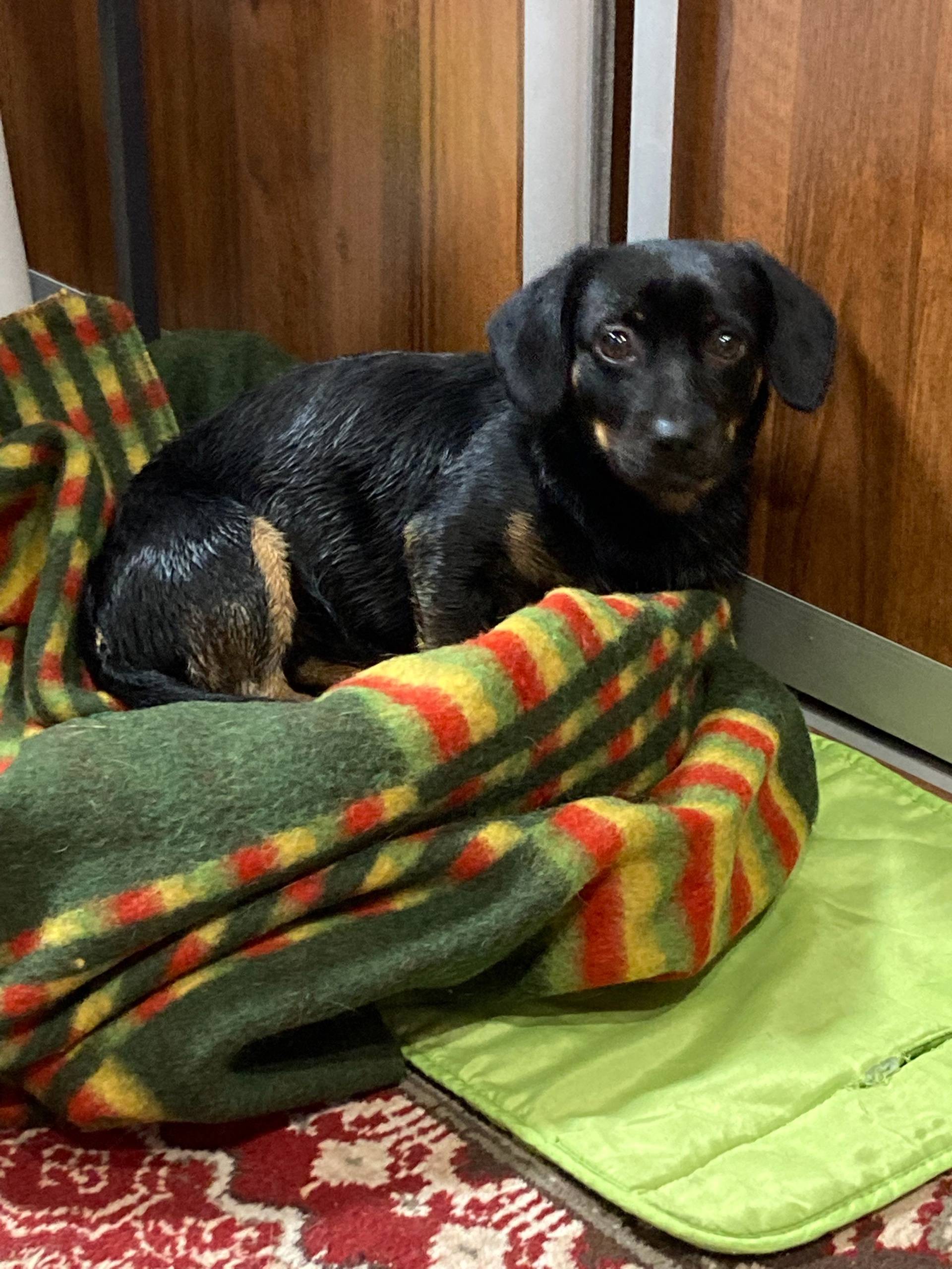 Потерялась собака в районе ниж...