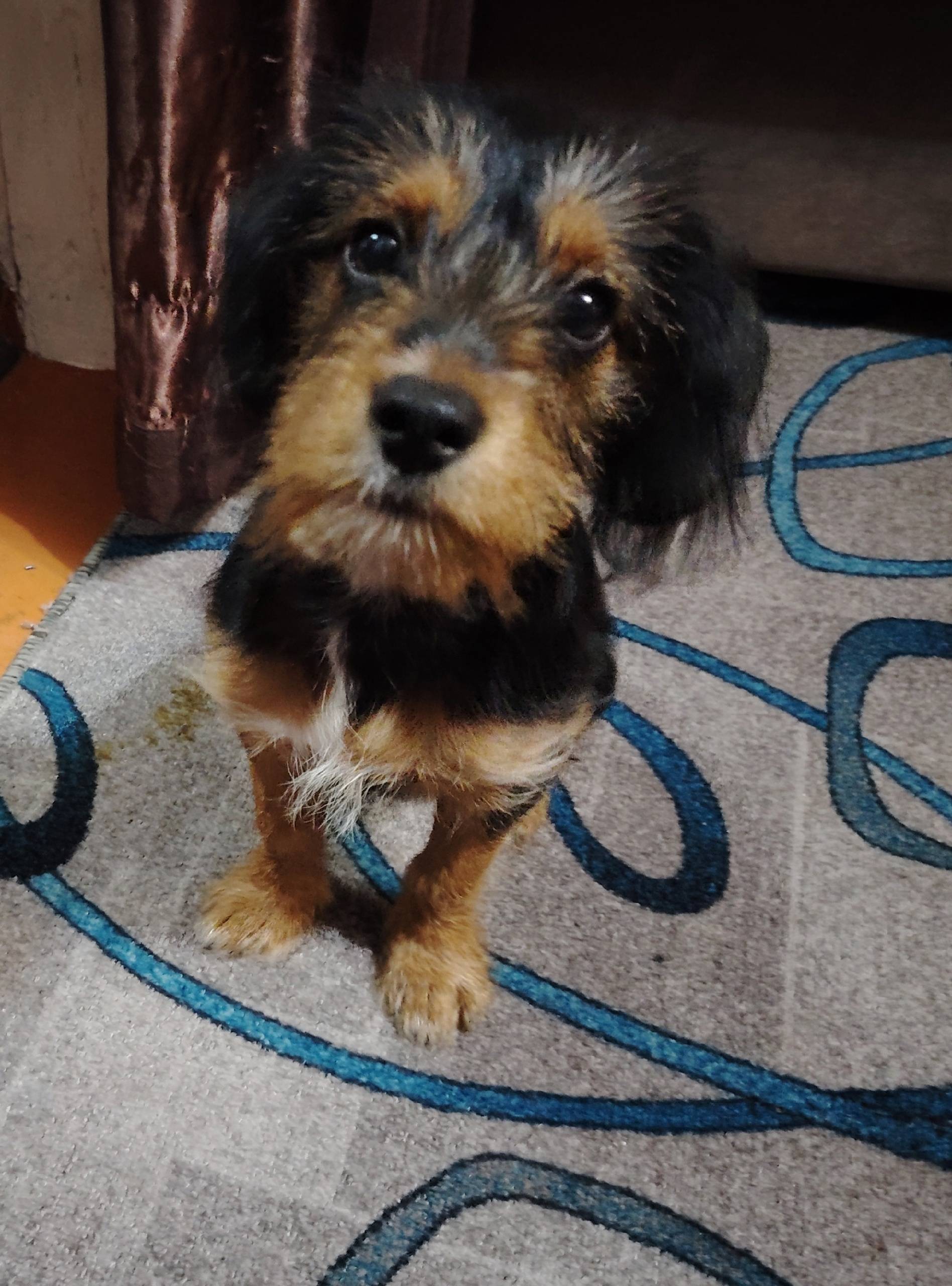 Помогите пожалуйста найти соба...