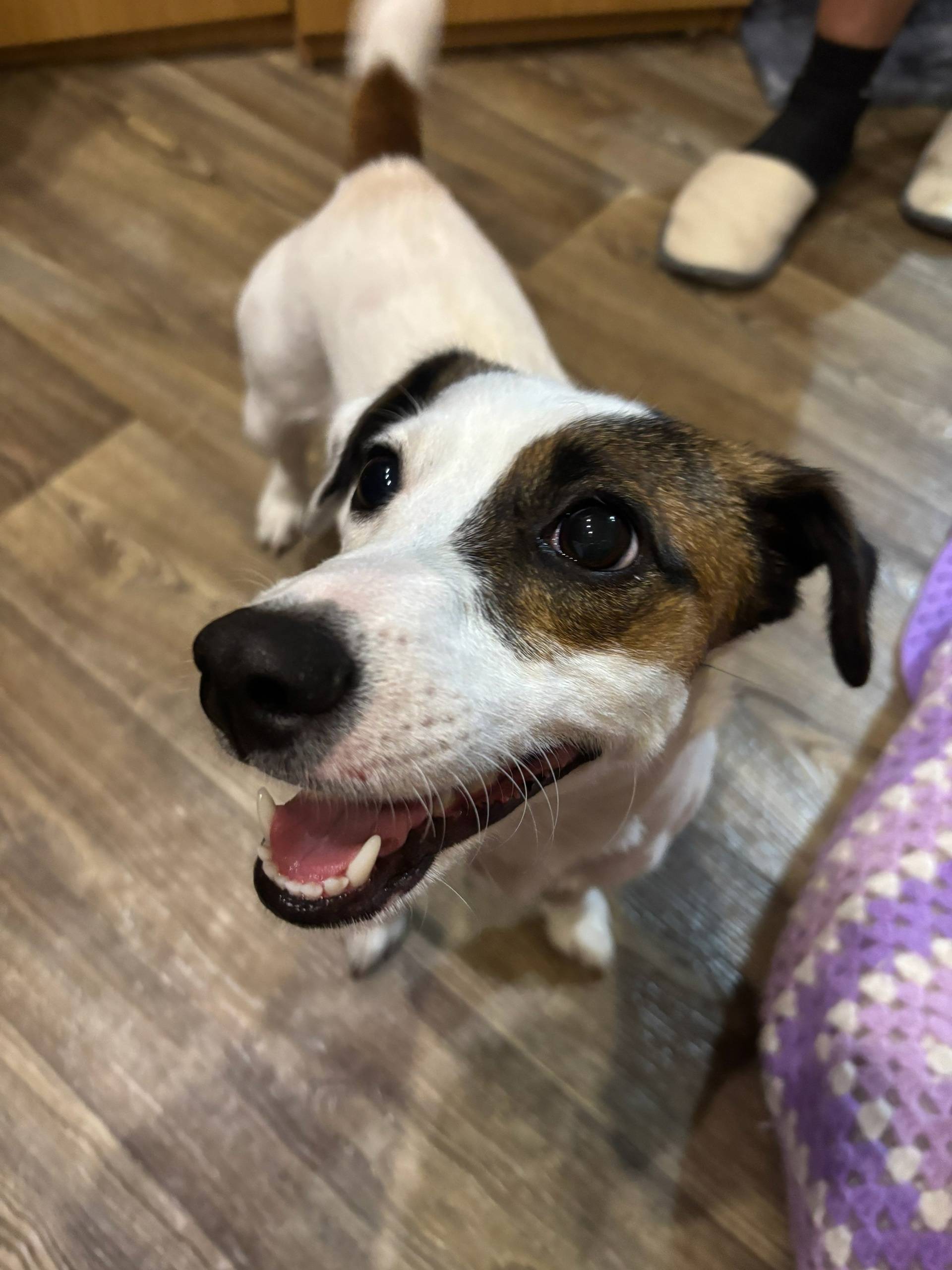 Добрый вечер, найдена собака п...