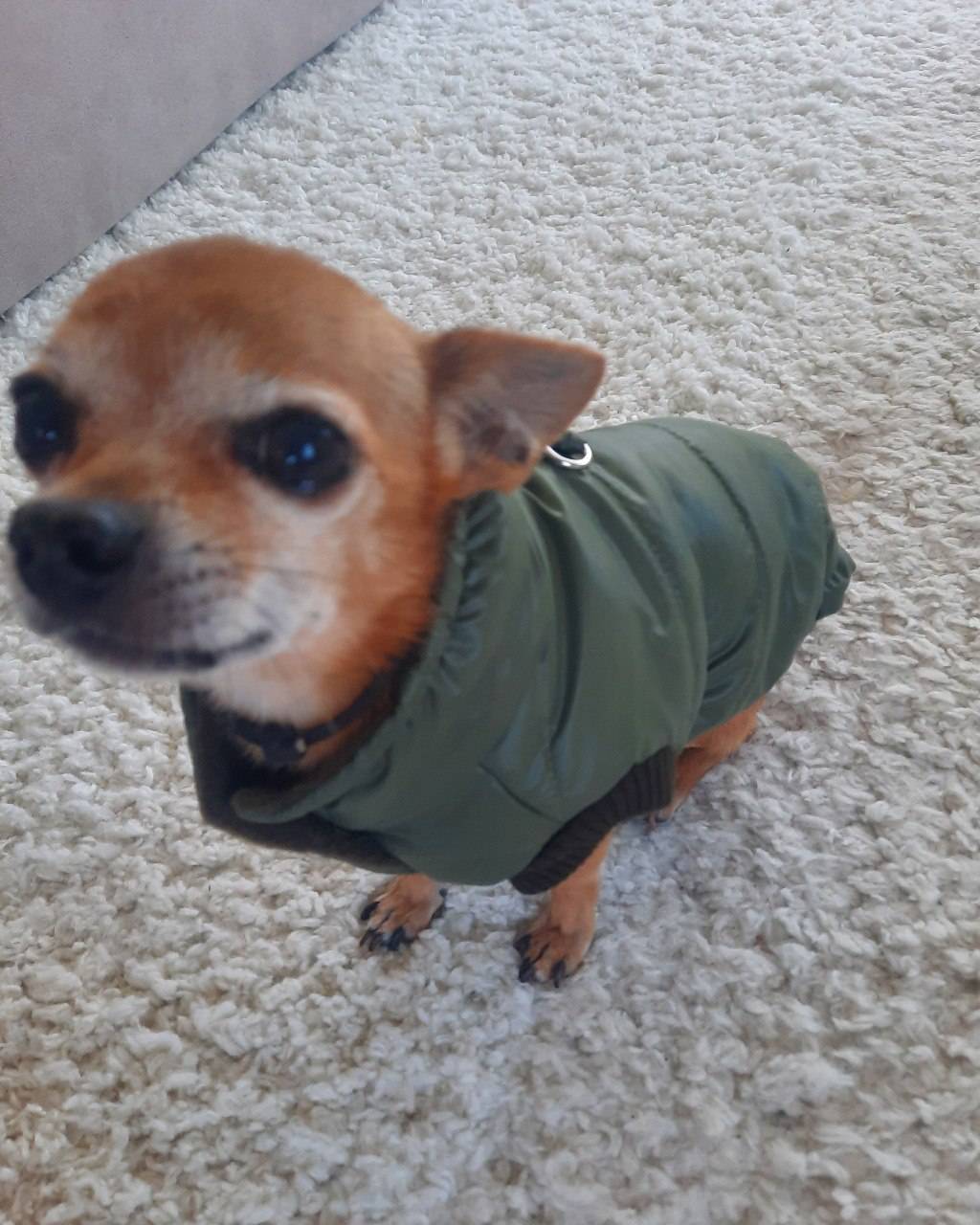 Пропала собака, рыжий Чихуахуа 