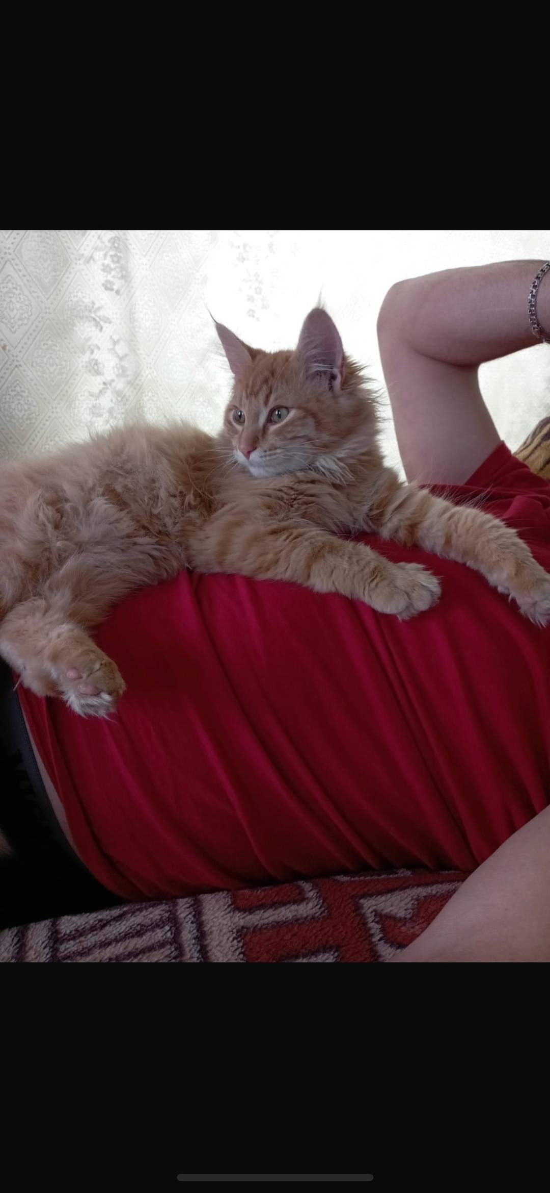 Пропал кот!! (По кличке "Толик...