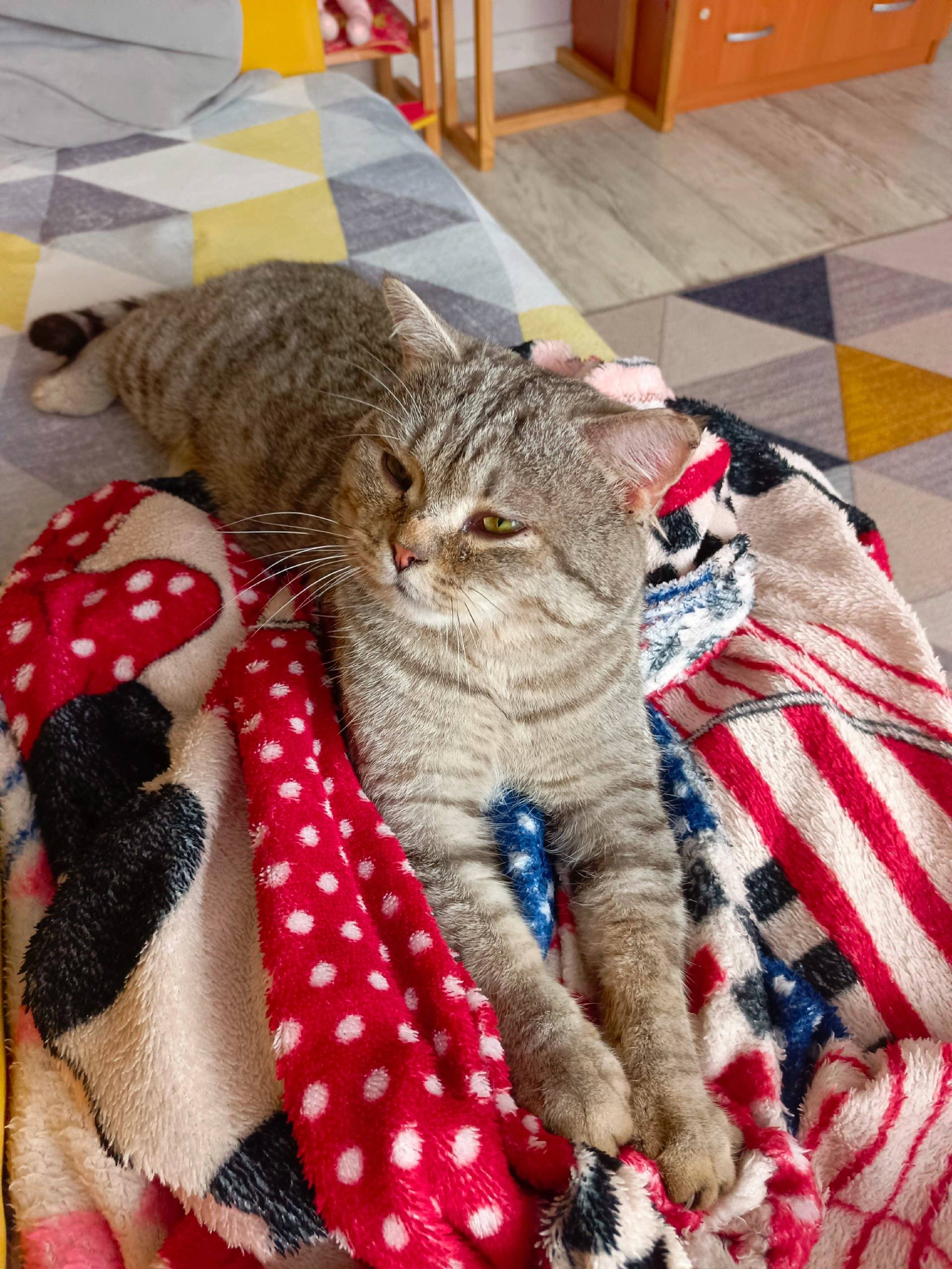 Пропал кот, уже дней 10 не...