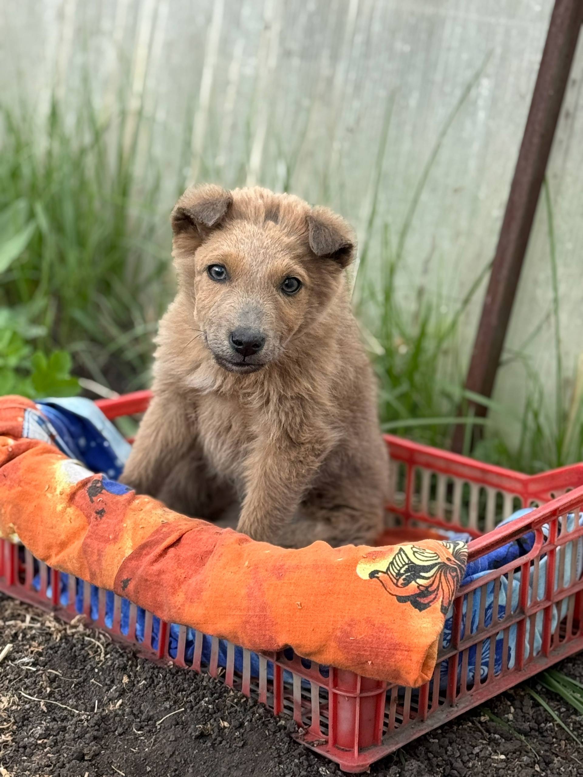 Может, убежал от кого-то? Щено...
