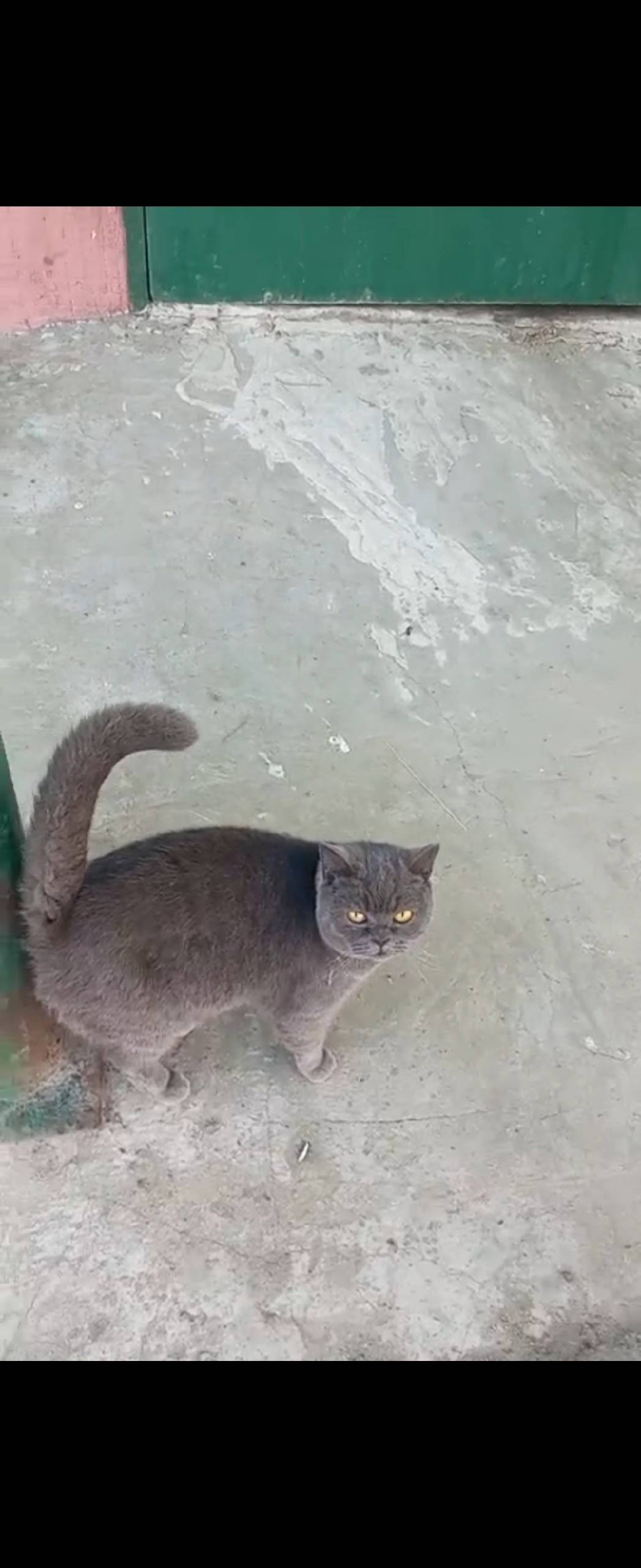 Найдена кошка британка на улиц...