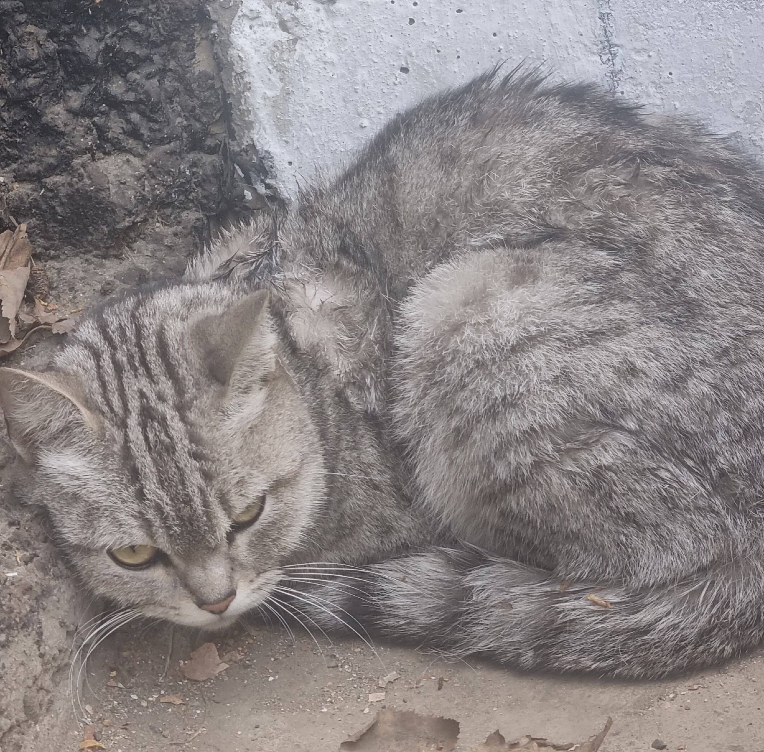 Хозяин отзовись!!! Найдена кош...