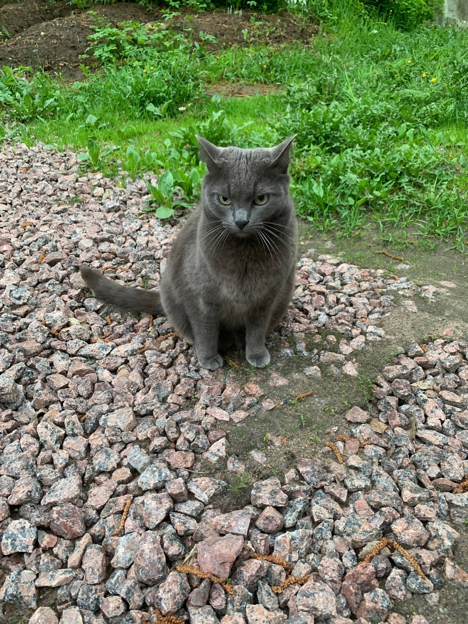 Пропала любимая кошка Синтия. ...