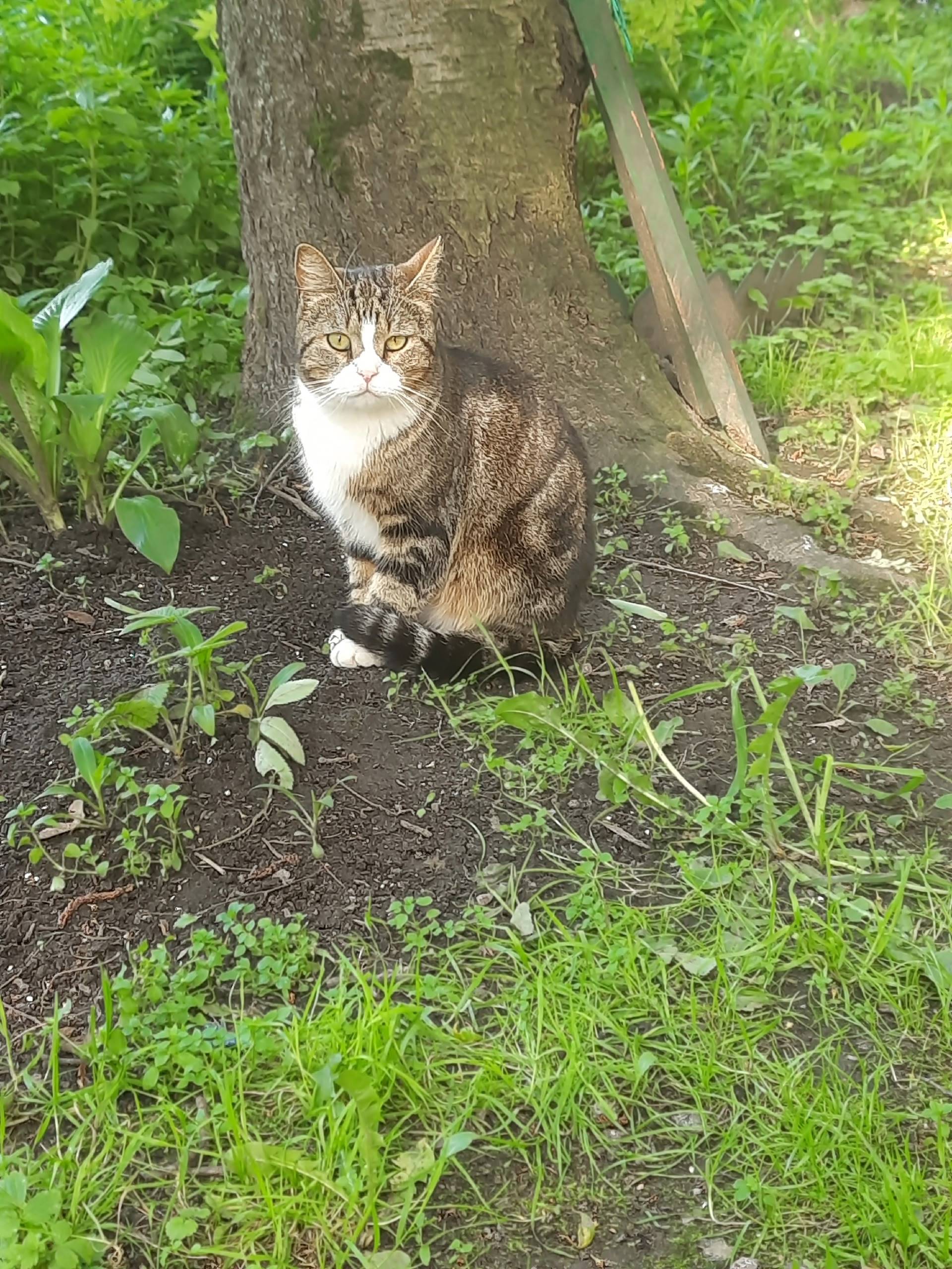 Пропал кот(может, и кошка). Ос...