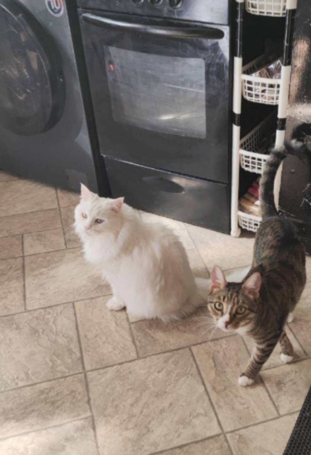 #потеряшки_кошки_пв Здравствуй...