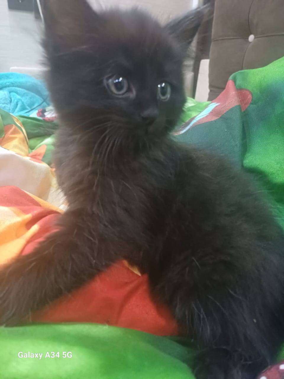 На Лыжной пропал котёнок, дево...