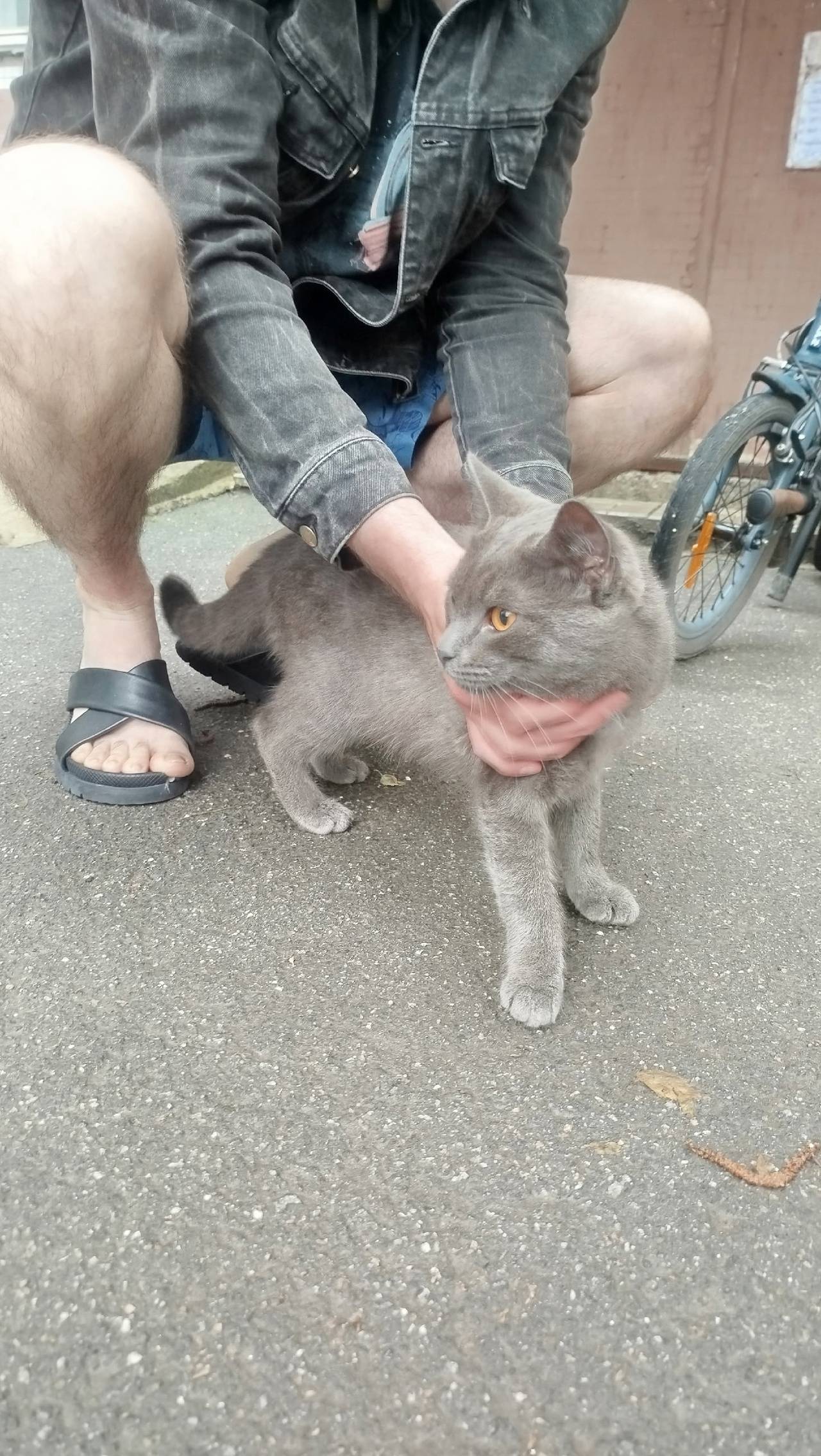 Найден кот, кот находится на у...