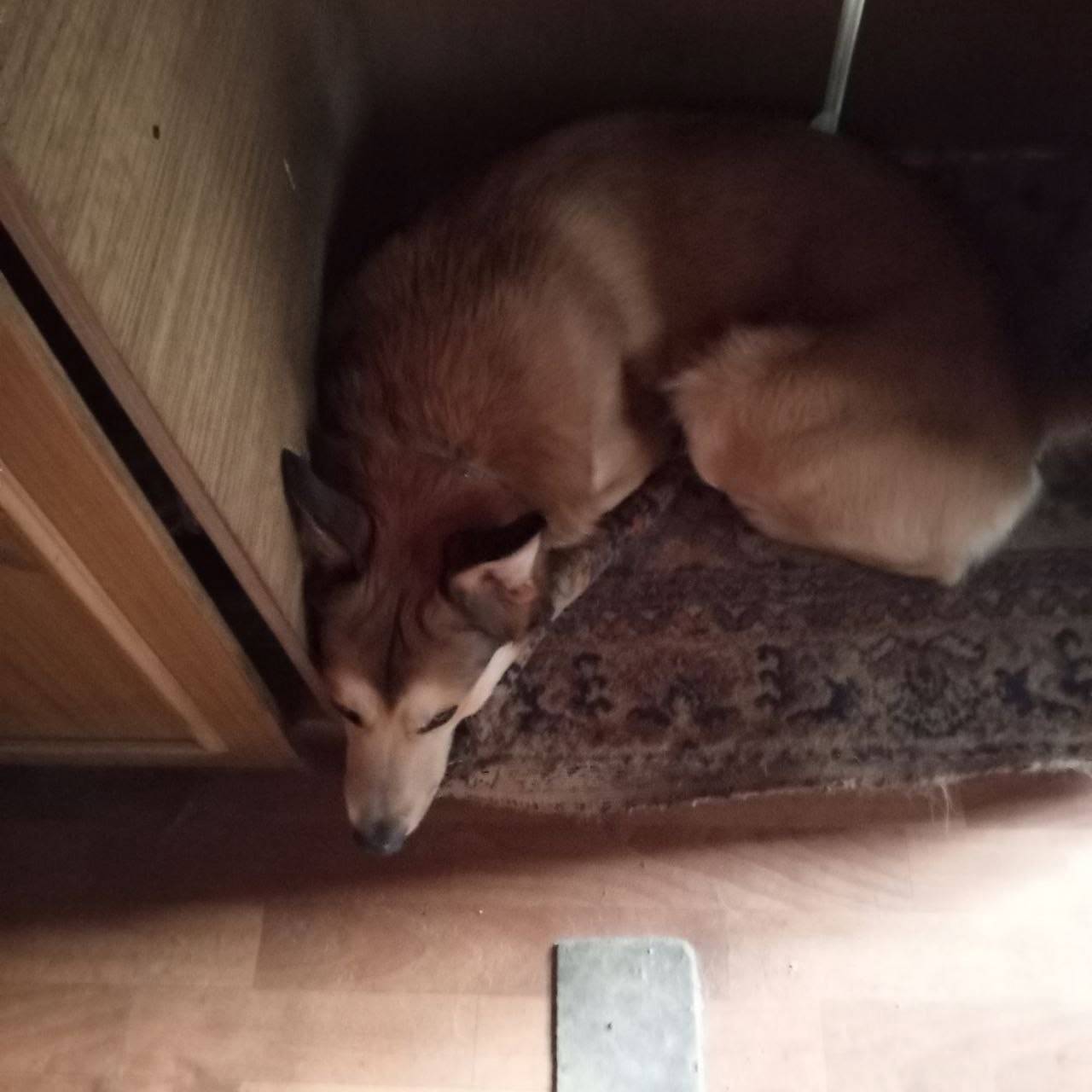 Пропала собака зовут топа прош...