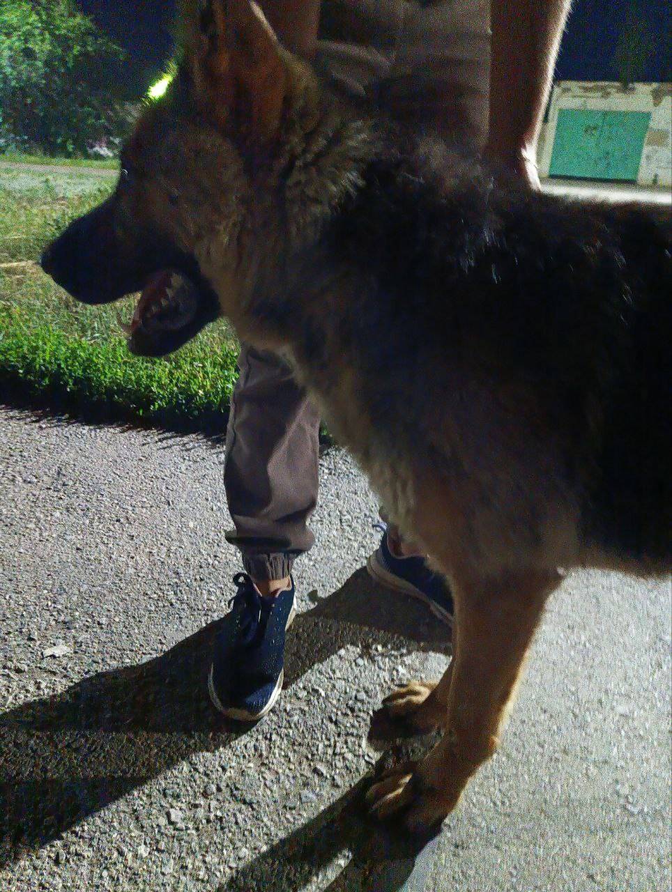 По ул. Строителей бегает молод...