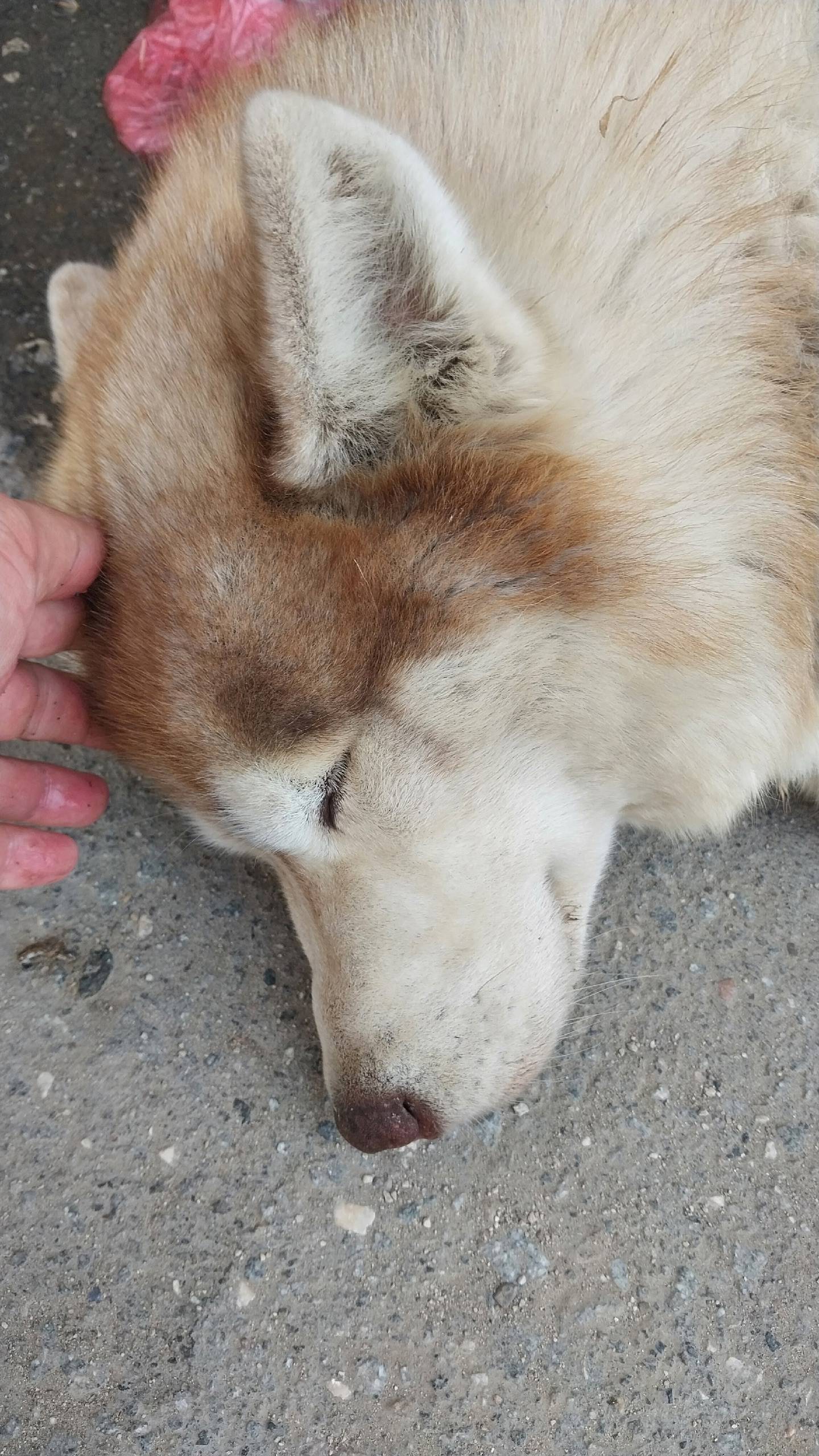 Чья лайка? Ухоженный, в шлейке...