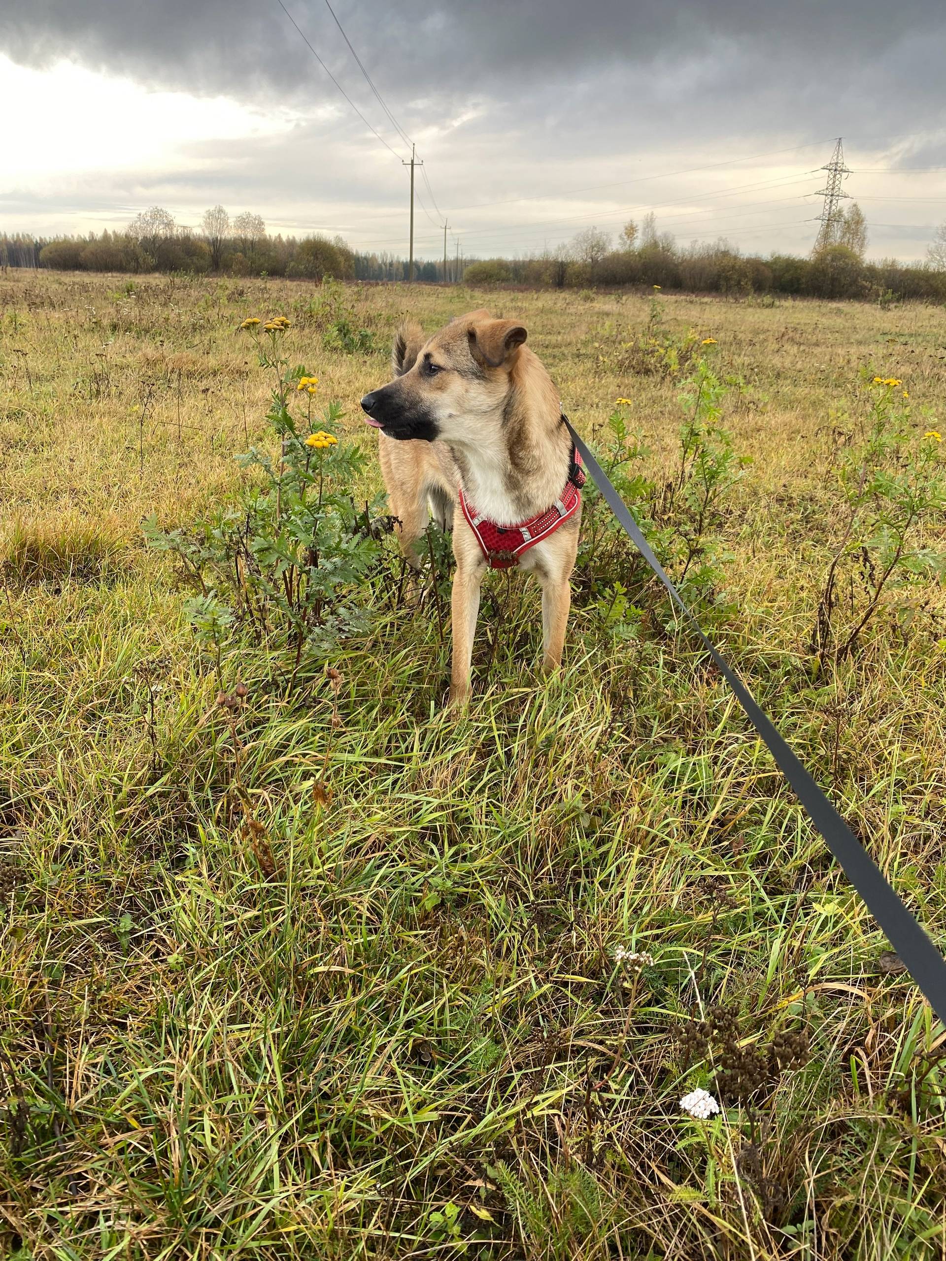 Прошу помощи! Вчера из деревни...