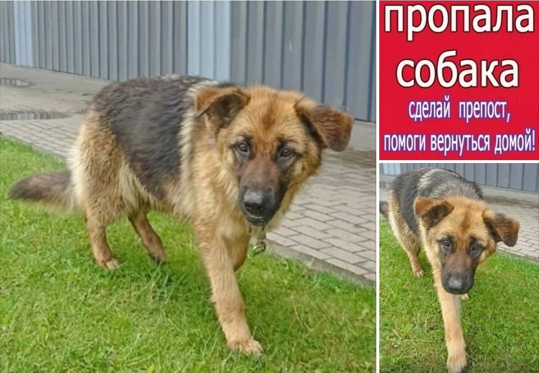 SOS!!! НУЖНА ПОМОЩЬ В ПОИСКЕ!!...