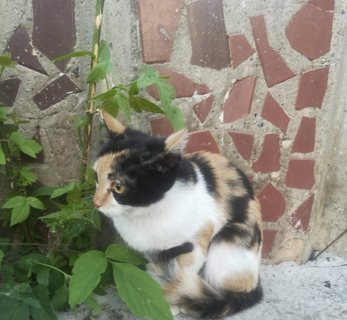 Найден котенок, пол не известе...