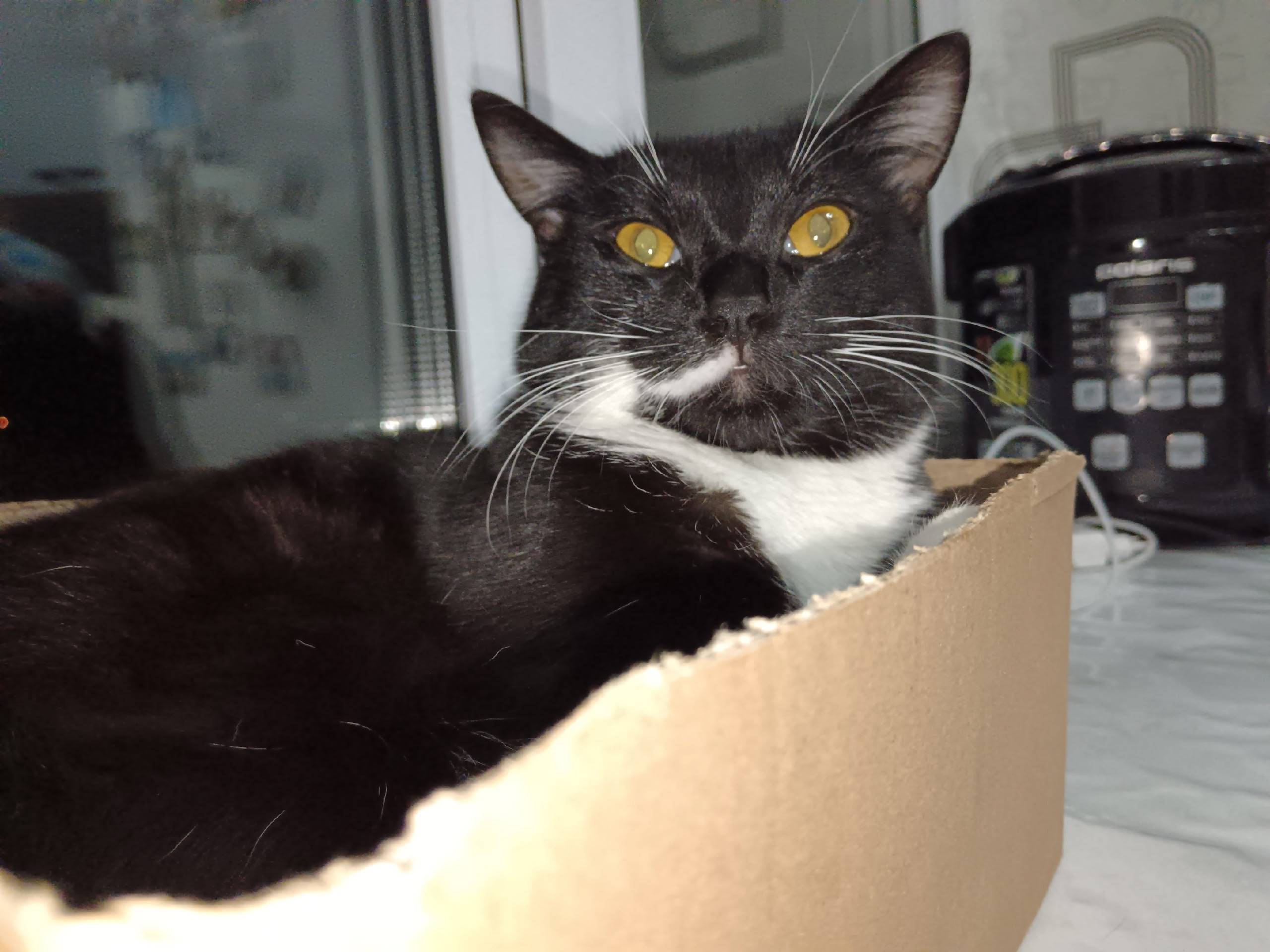 Пропал кот- мое сердечко😭😭 ул....