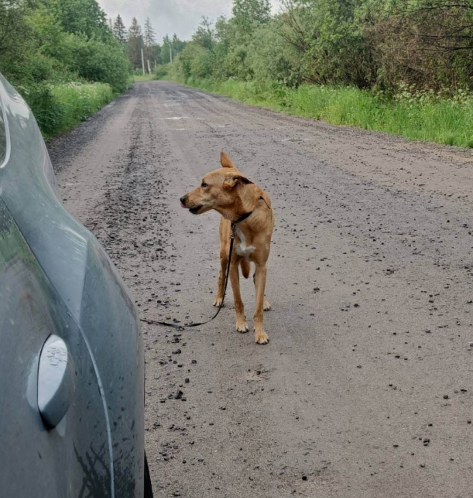 Найден пёс. С обрывком поводка...