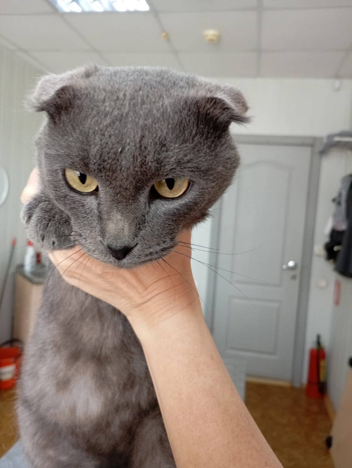 Про это вислоухое чудо был пос...