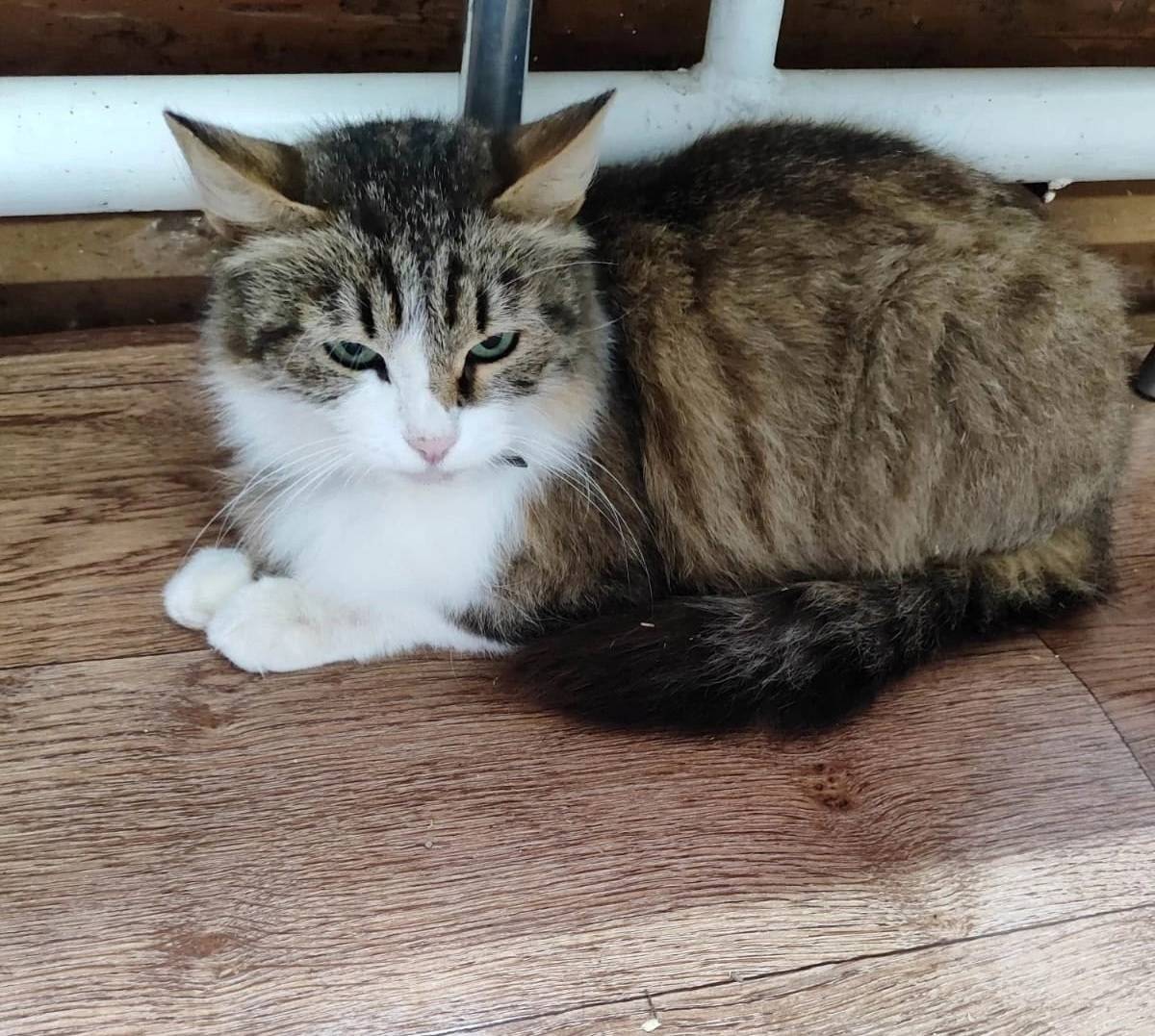 **ПОМОГИТЕ НАЙТИ ХОЗЯЕВ!** 🐾💔 ...