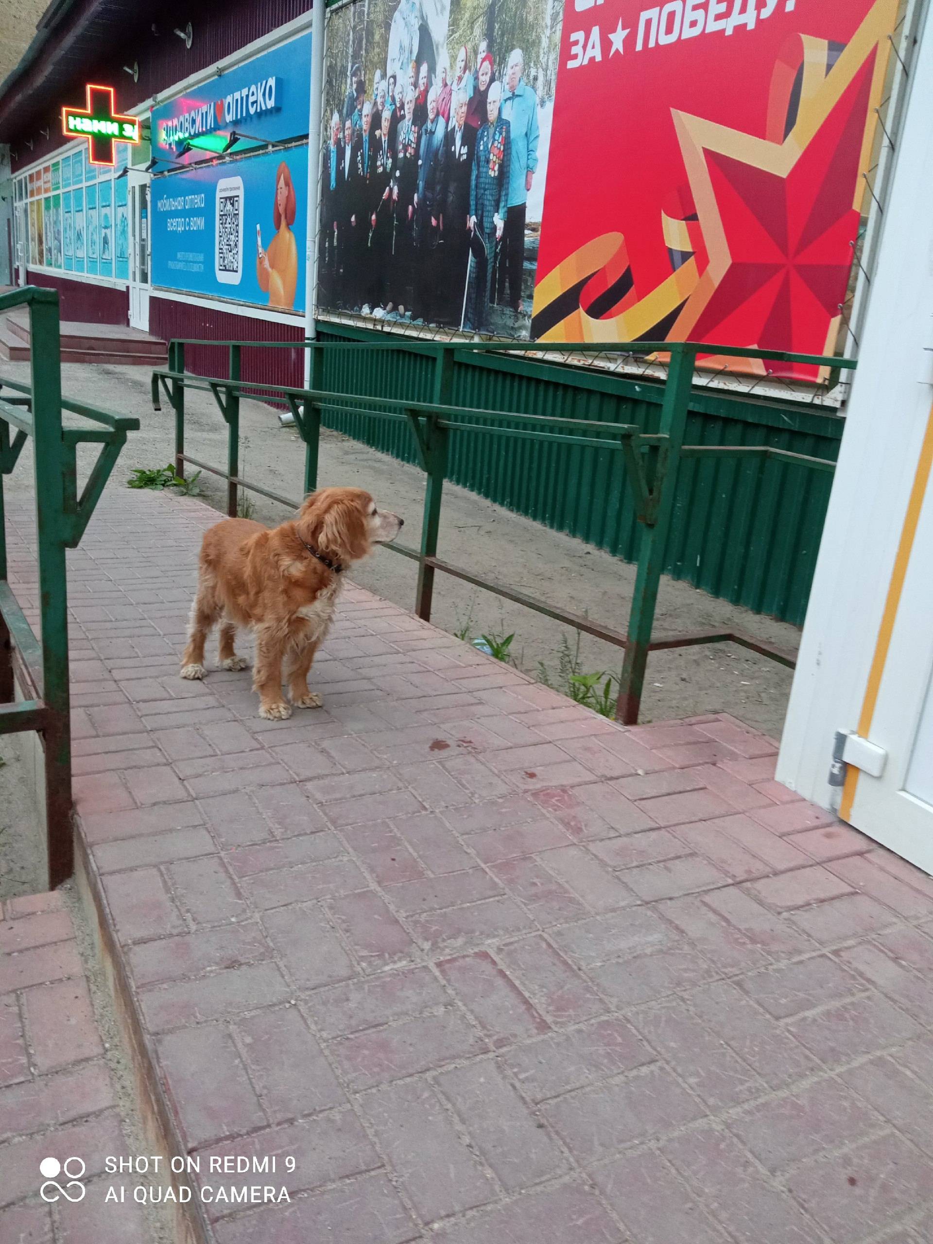 Кто потерял собаку, возле Берё...