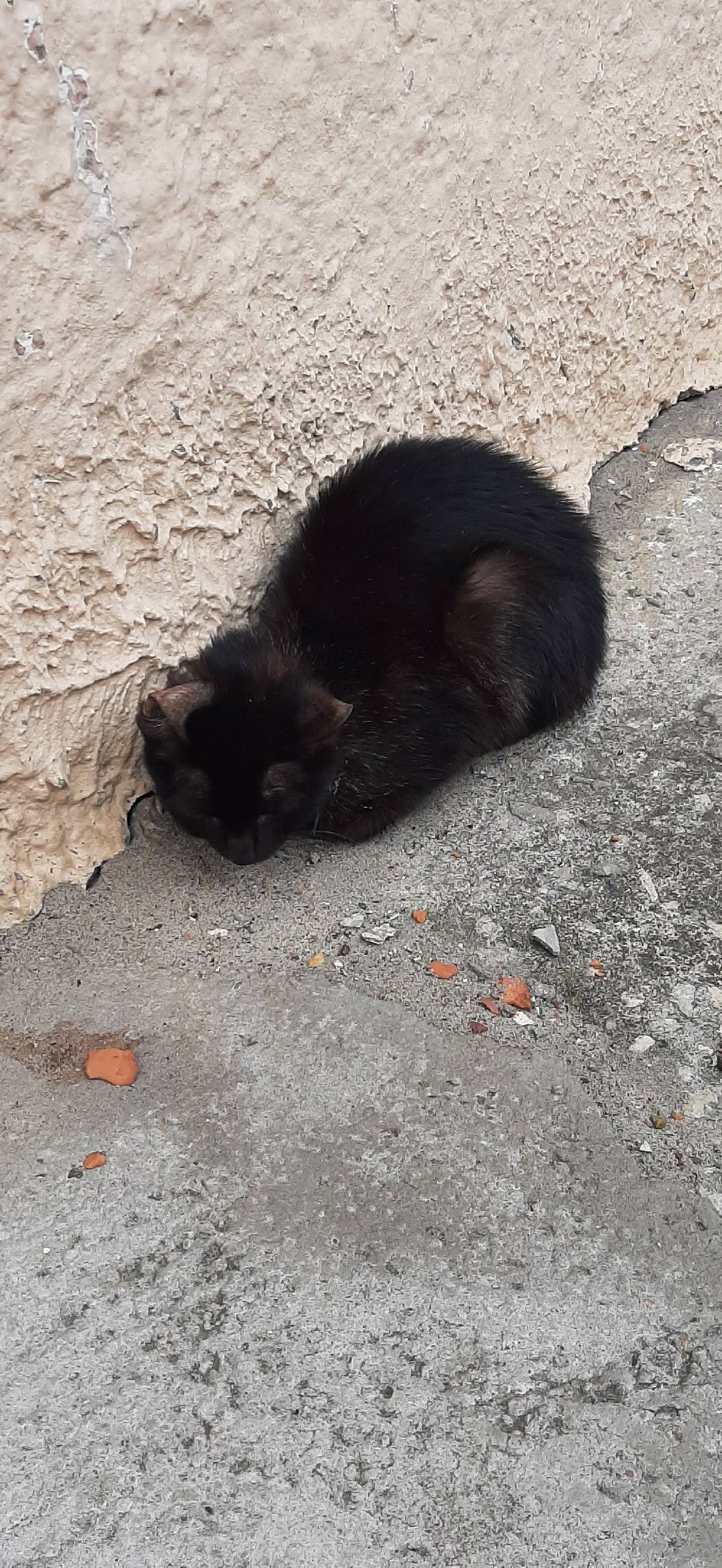 Найден кот или кошечка, Ленина...