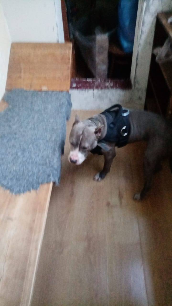 Найдена собака ‼️ Мос. Обл., г...