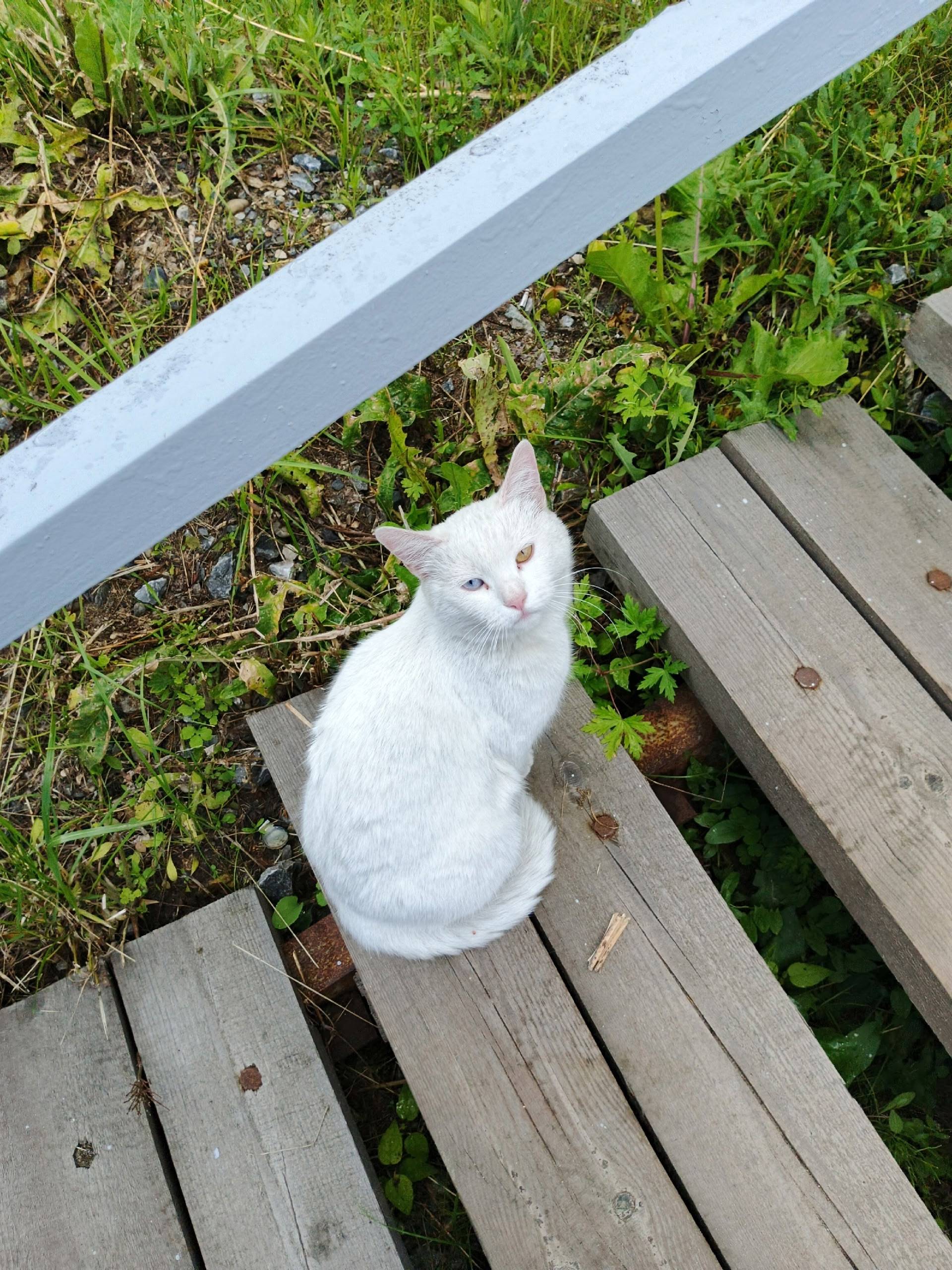 На городской через мост где эл...