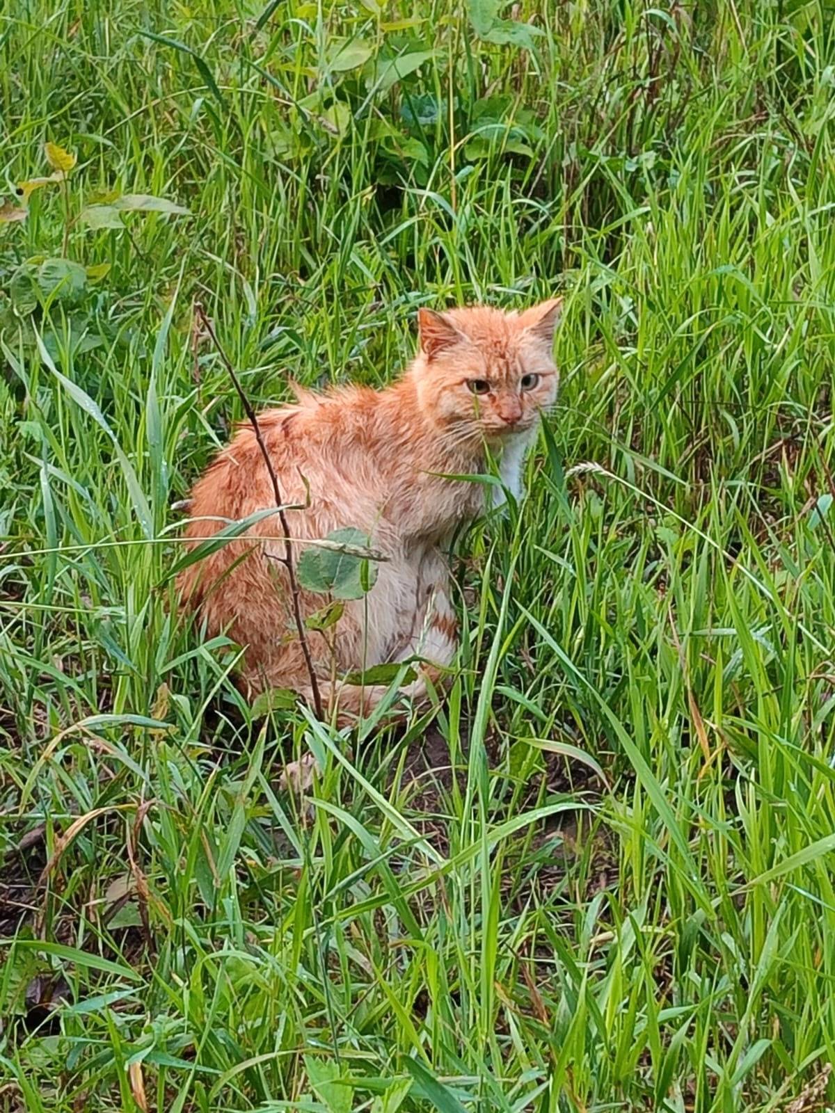 Может кто терял рыжего кота ил...