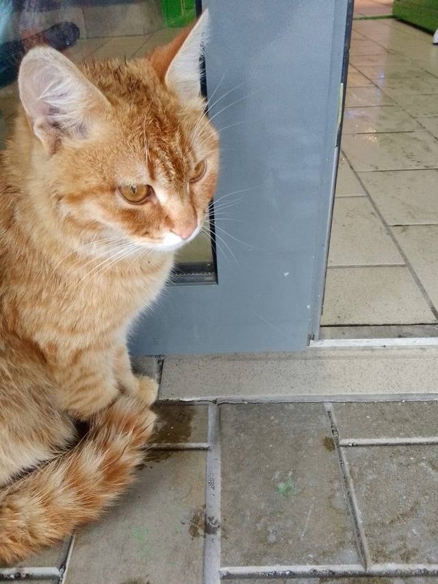 Был найден рыжий кот у "Пятеро...