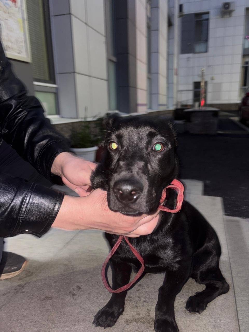 Дорогие друзья здравствуйте , ...