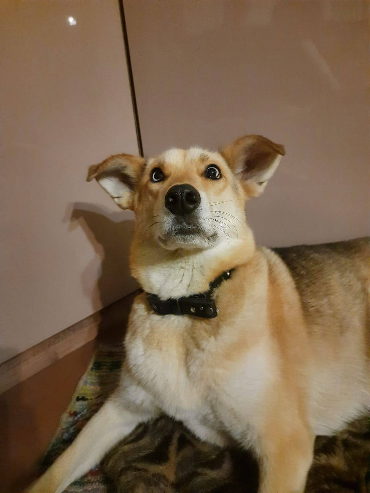 Потерялась собака! Очень приме...