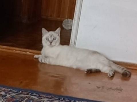 В пятницу вечером пропала кошк...